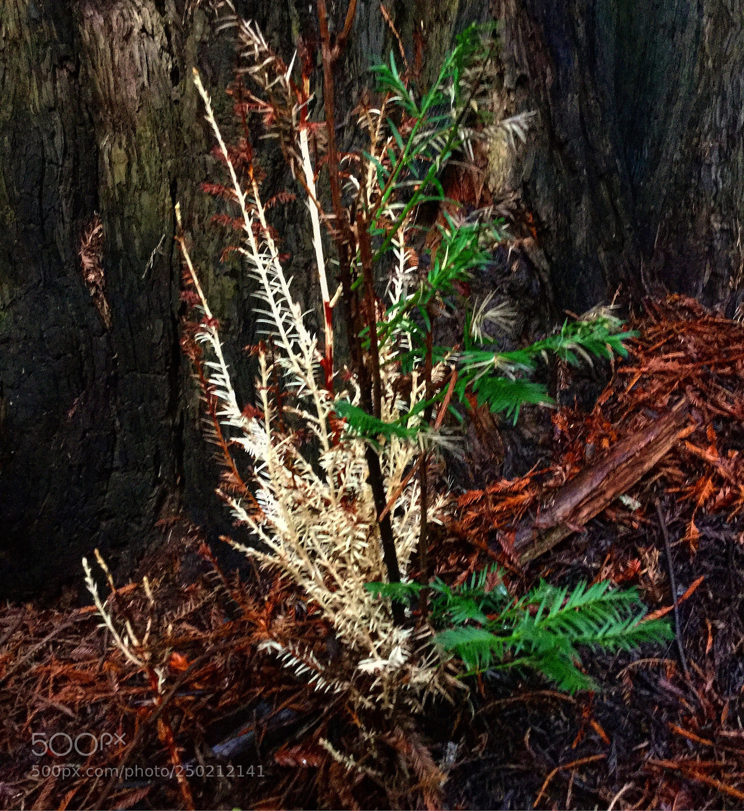 Apple iPad Air 2 sample photo. Rare albino redwood growth!  photography