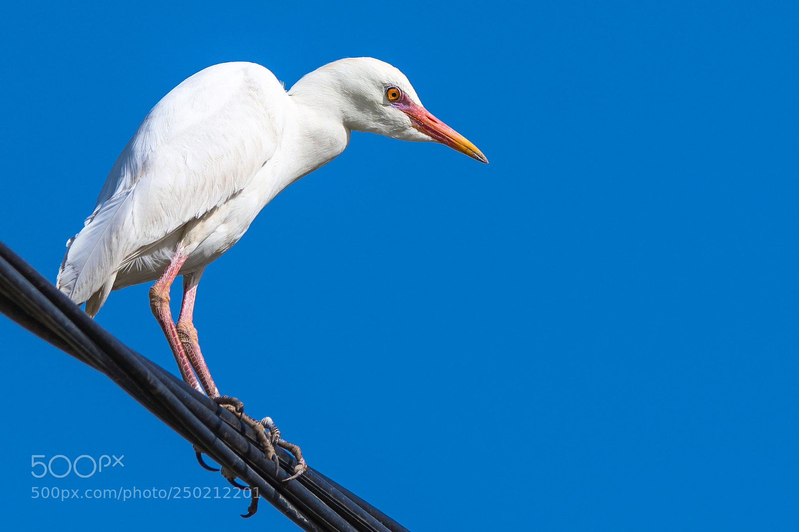 Nikon D500 sample photo. Egret photography