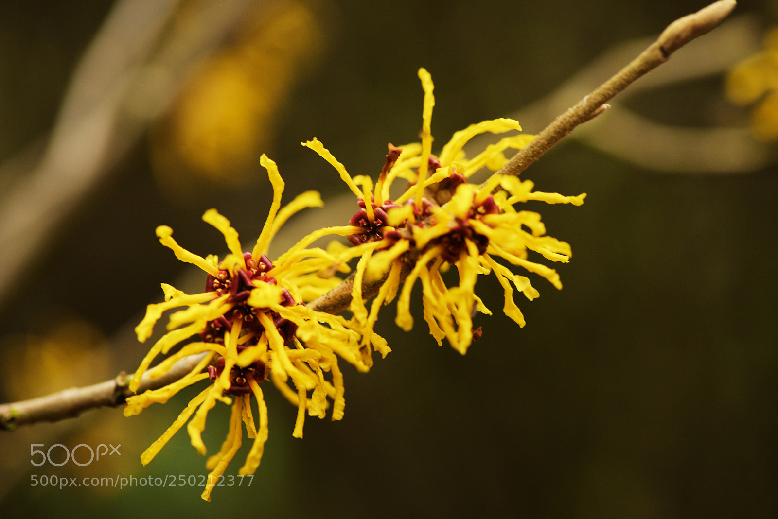 Nikon D810 sample photo. Hamamelis photography
