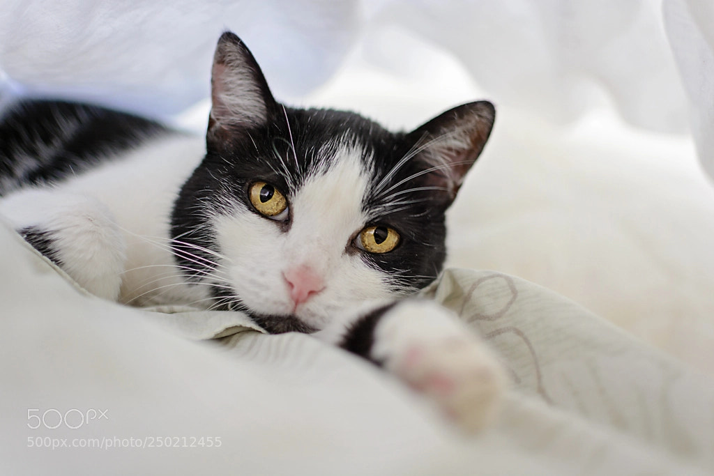 Nikon D7100 sample photo. Pola photography