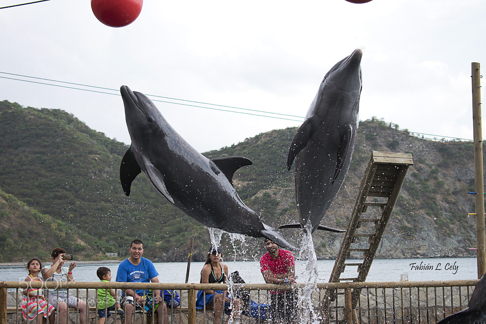 Nikon D3400 sample photo. Delfines photography