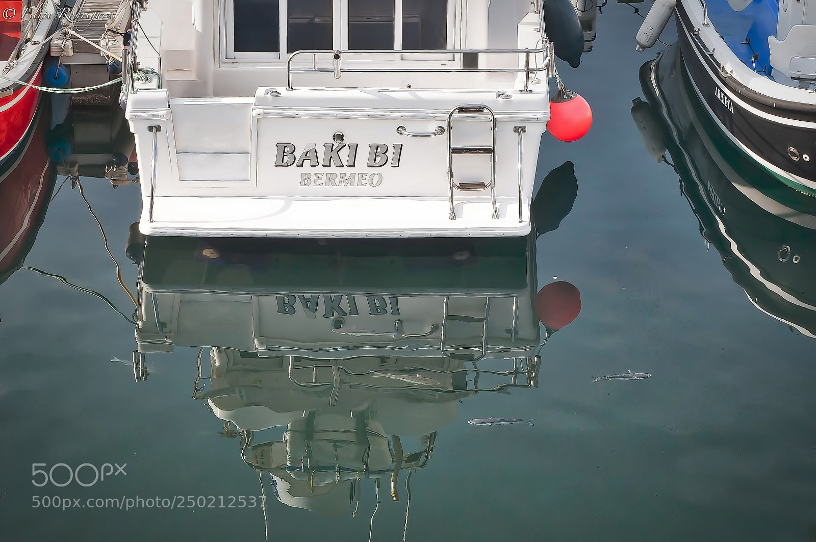 Nikon D300S sample photo. Fish photography