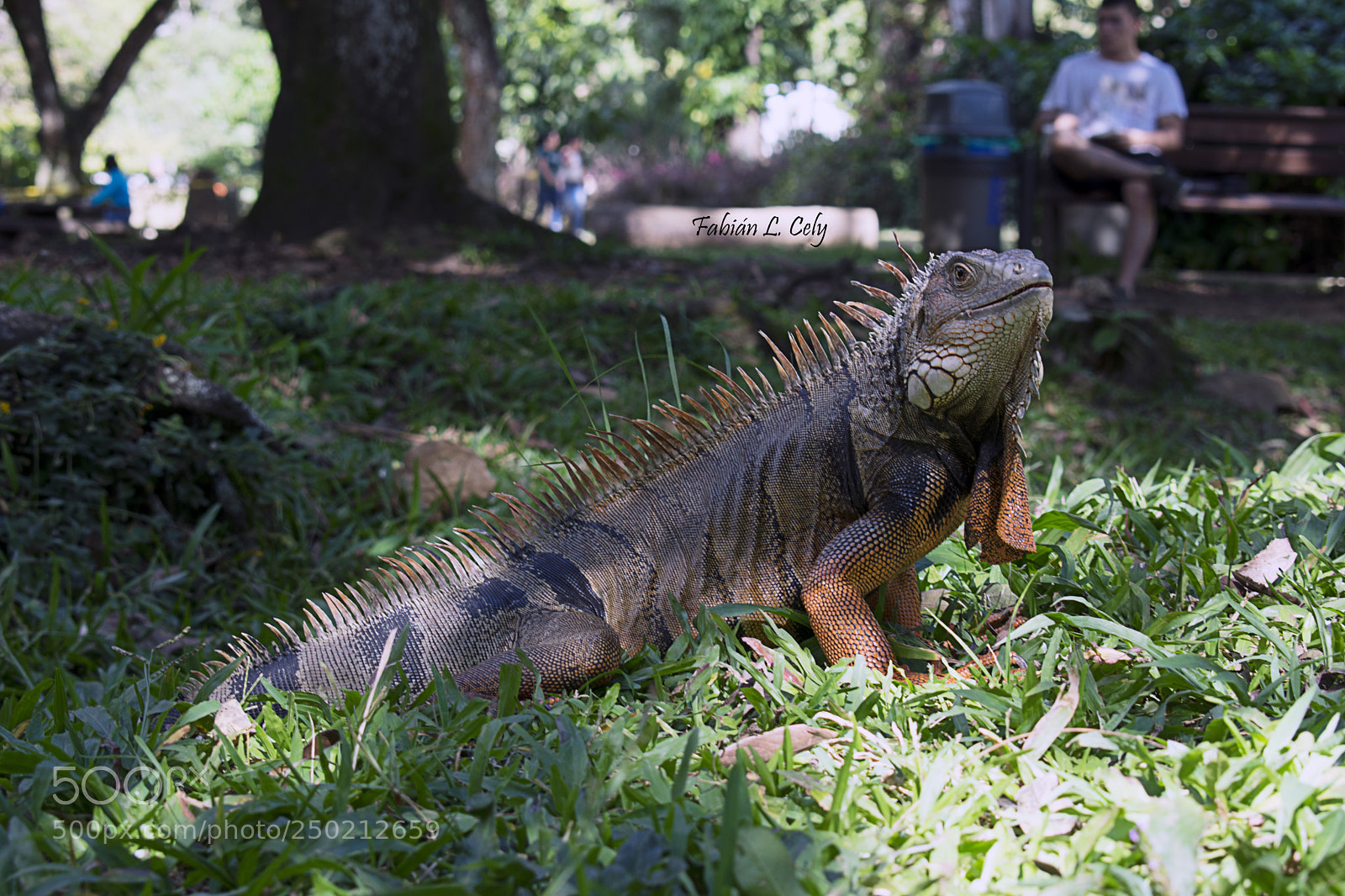 Nikon D3400 sample photo. Iguana photography