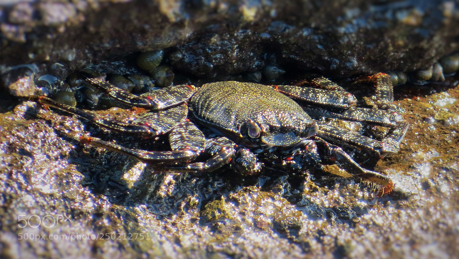 Canon PowerShot SX50 HS sample photo. Almost cancer camouflage () photography