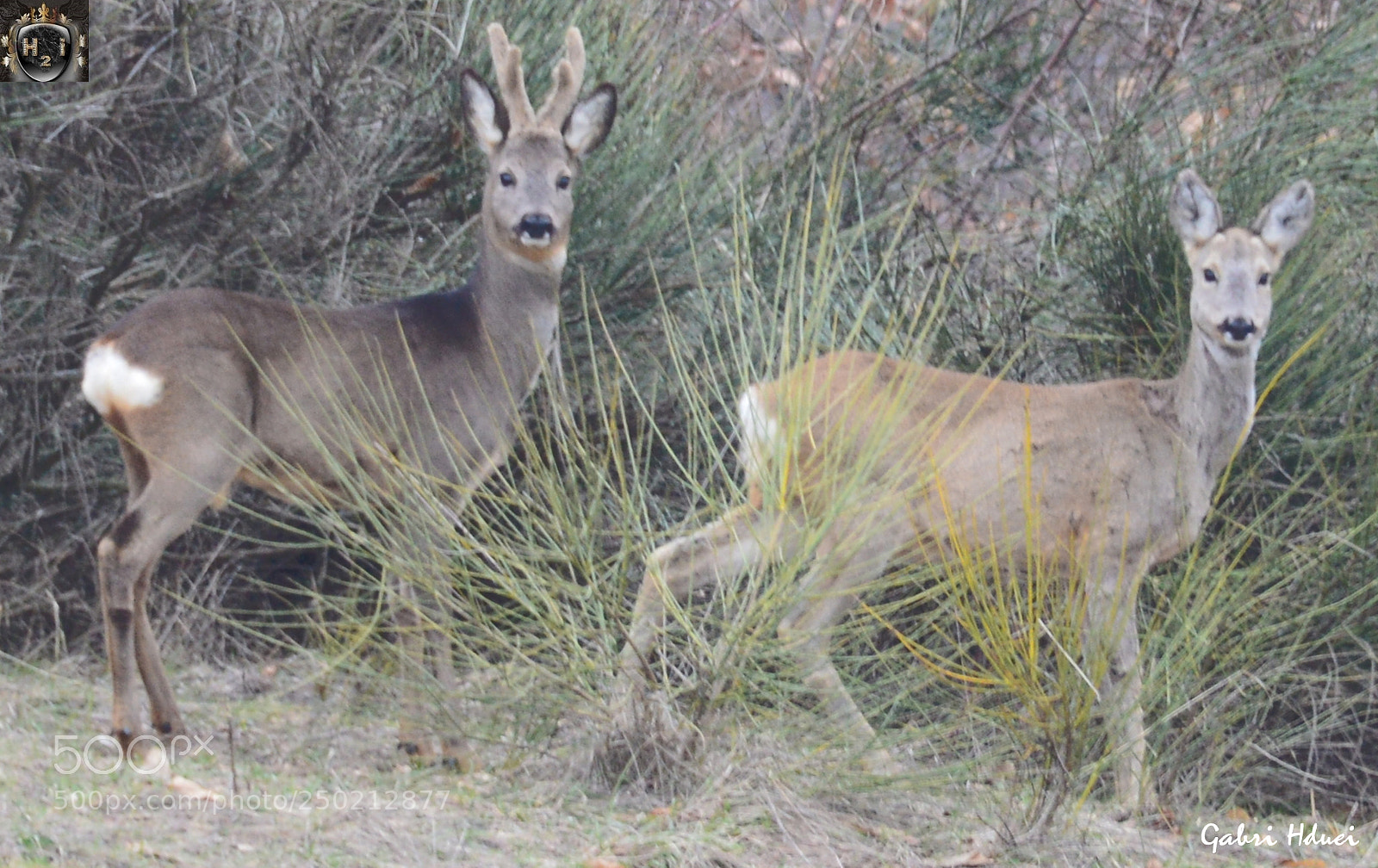 Nikon D3200 sample photo. Caprioli in posa photography
