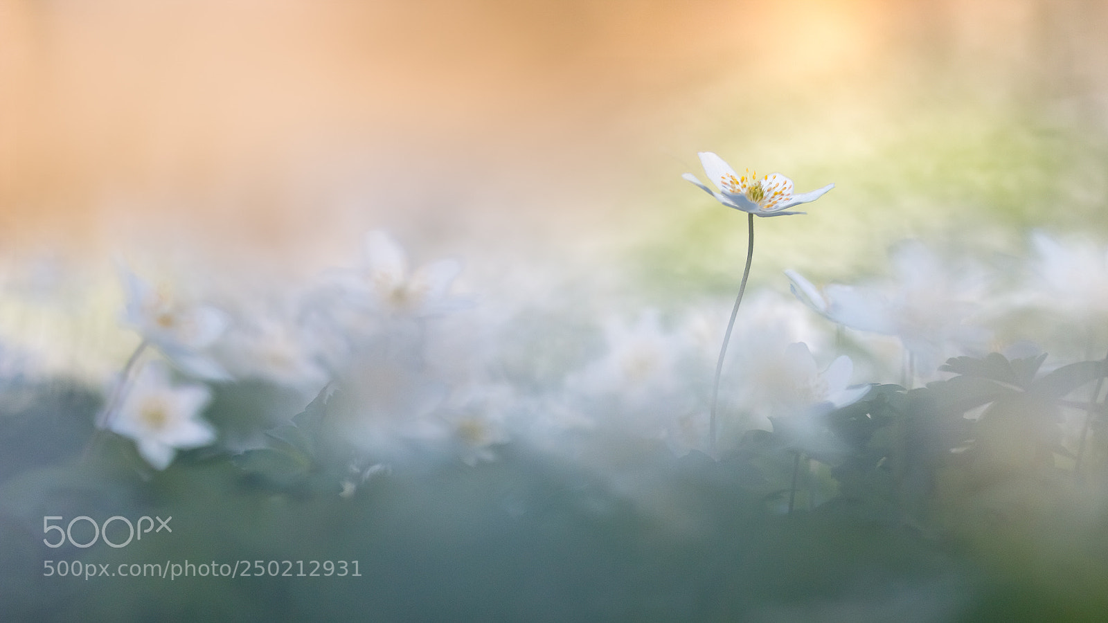 Canon EOS 70D sample photo. Anemone nemorosa photography