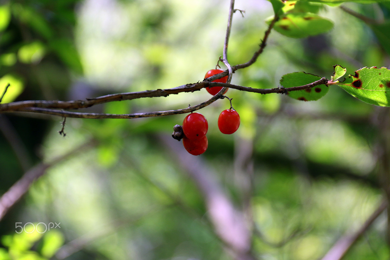 Canon EF 24-70mm F4L IS USM sample photo. Reds photography