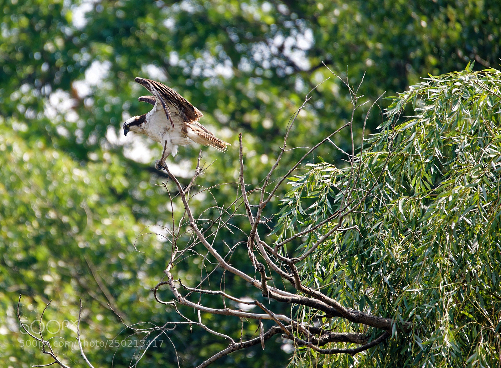 Nikon D800 sample photo. Osprey photography