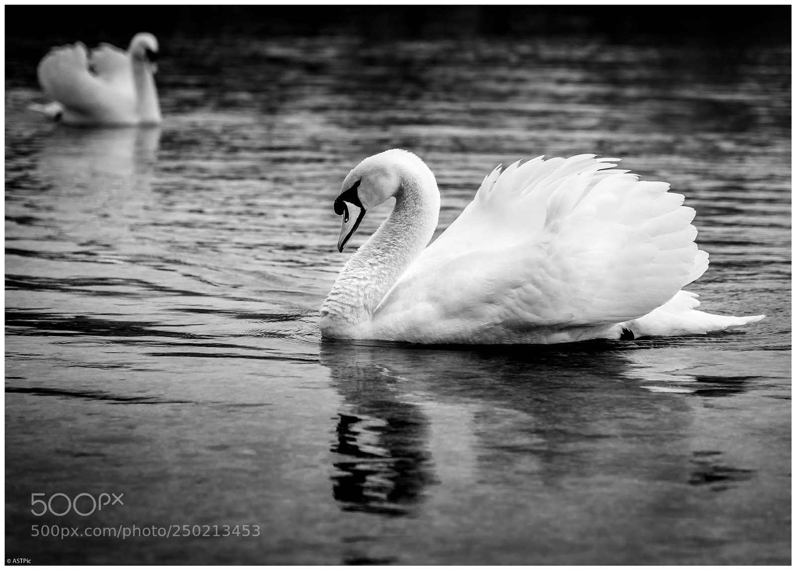 Nikon D810 sample photo. Swan lake photography