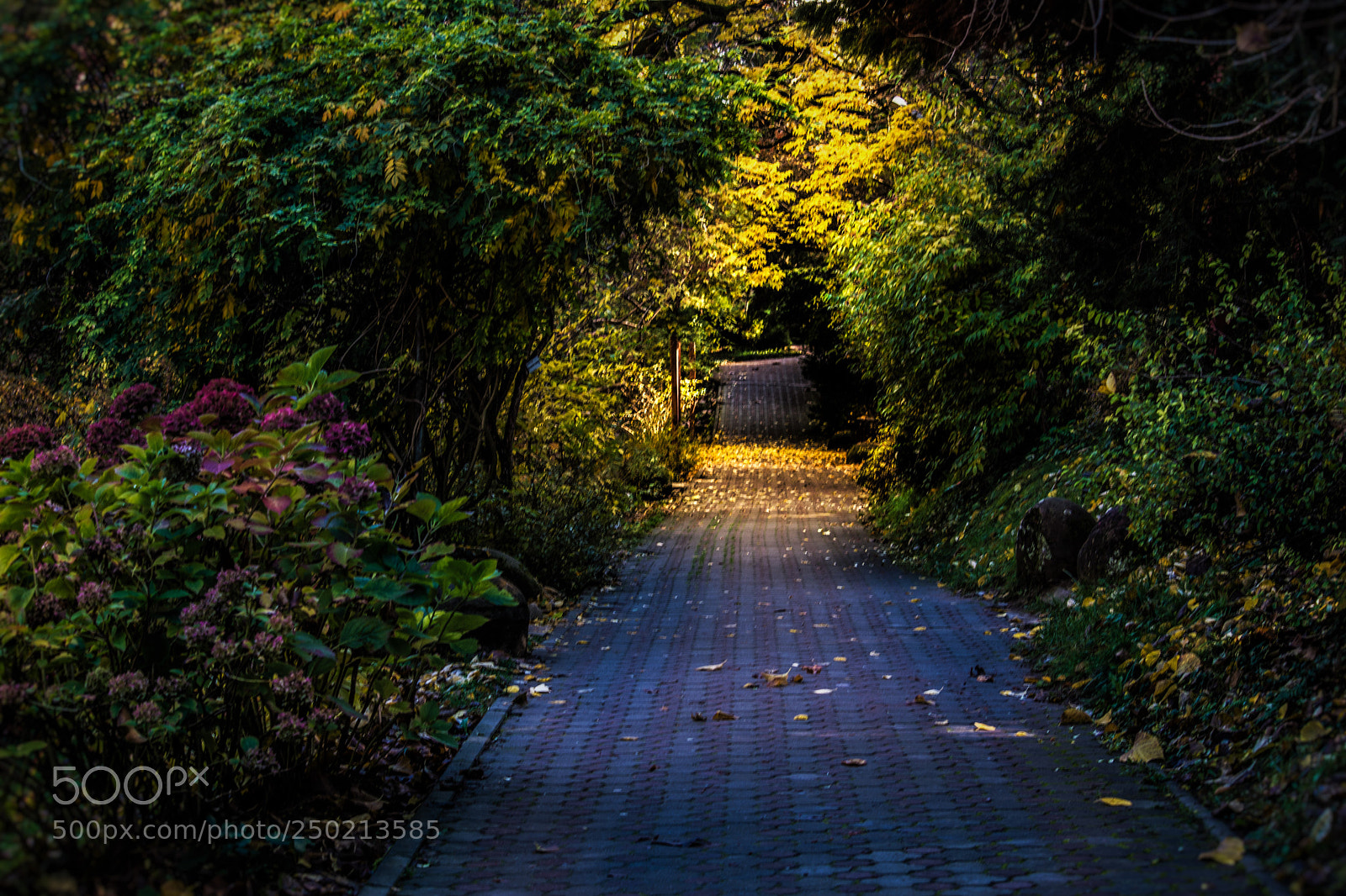 Nikon D5200 sample photo. The path photography
