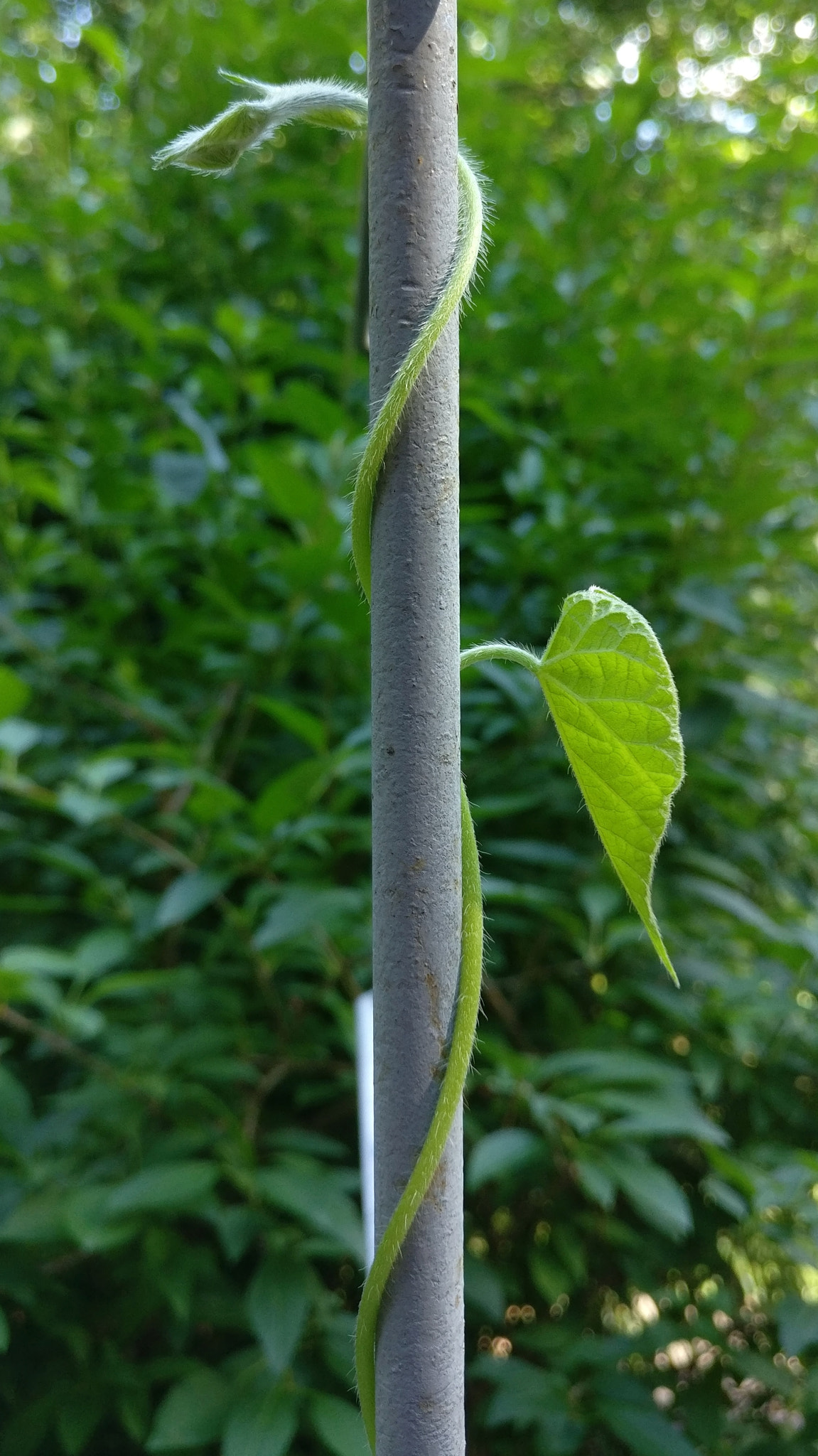 OnePlus A3000 sample photo. Climbing photography