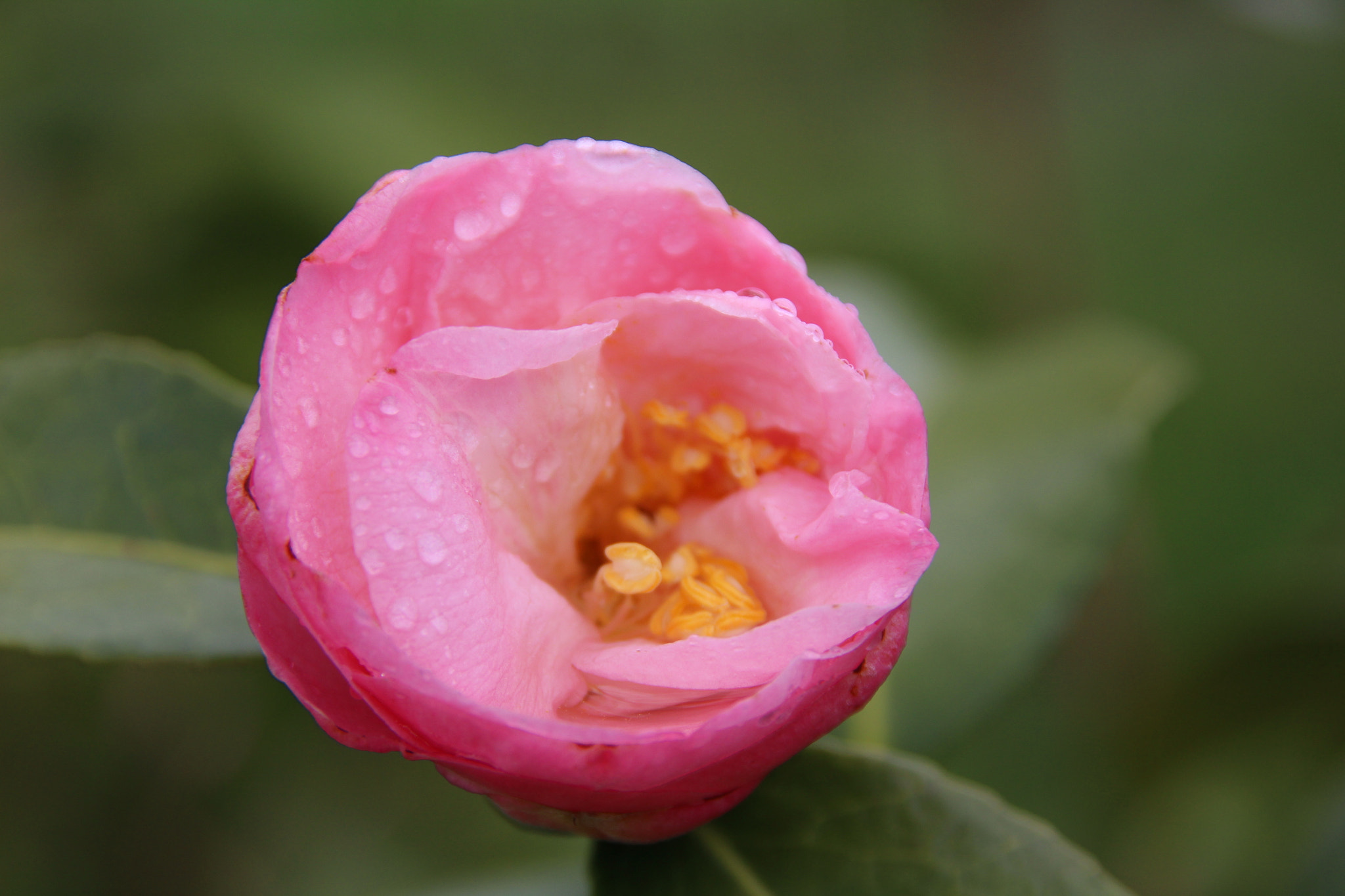 Sigma 18-200mm f/3.5-6.3 DC OS sample photo. Rose 2 photography