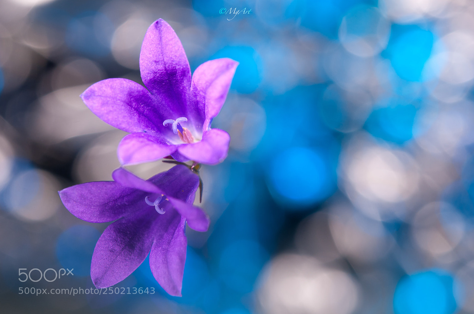 Nikon D300 sample photo. Blue bokeh and flowers photography