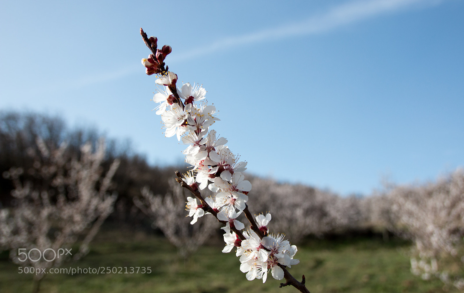 Canon EOS 70D sample photo. Apricot photography
