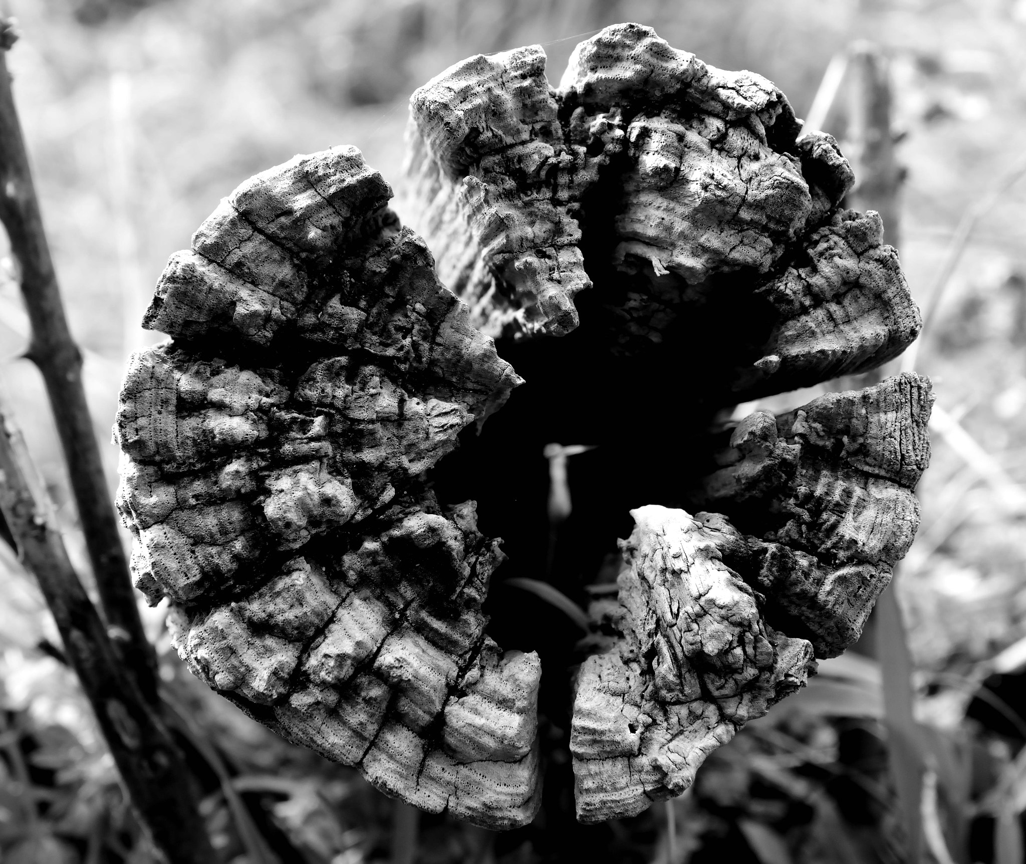 Sigma 17-70mm F2.8-4 DC Macro OS HSM | C sample photo. Old face photography