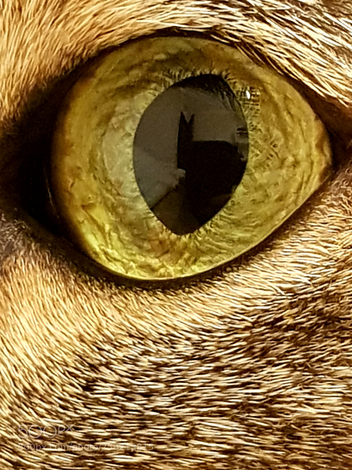 Samsung Galaxy S8+ sample photo. The eye photography