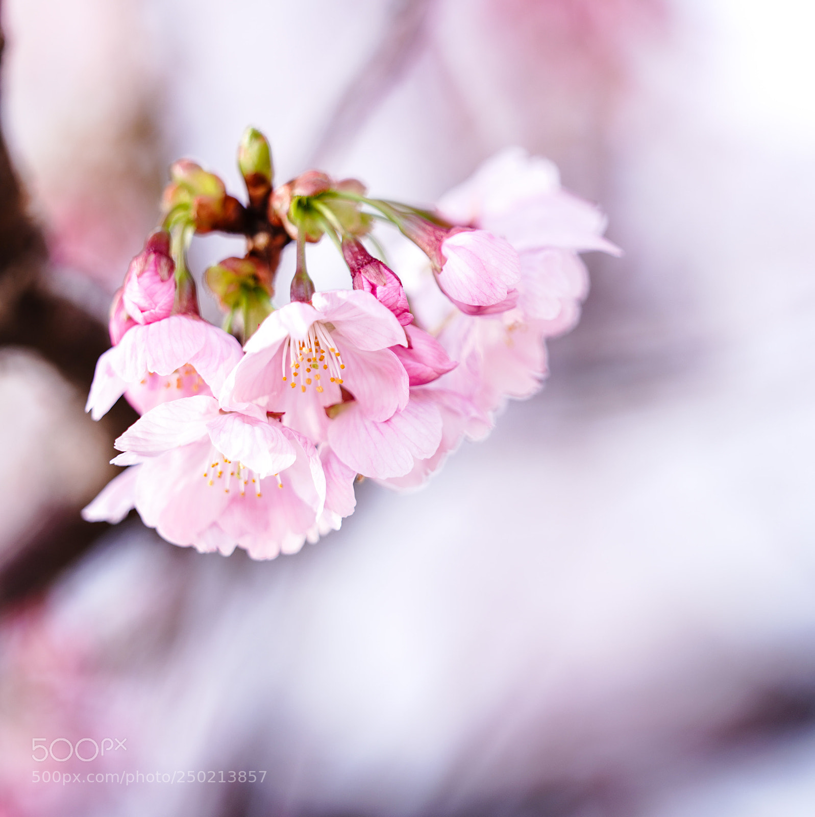Sony a7R III sample photo. 開花宣言 2018-4 photography