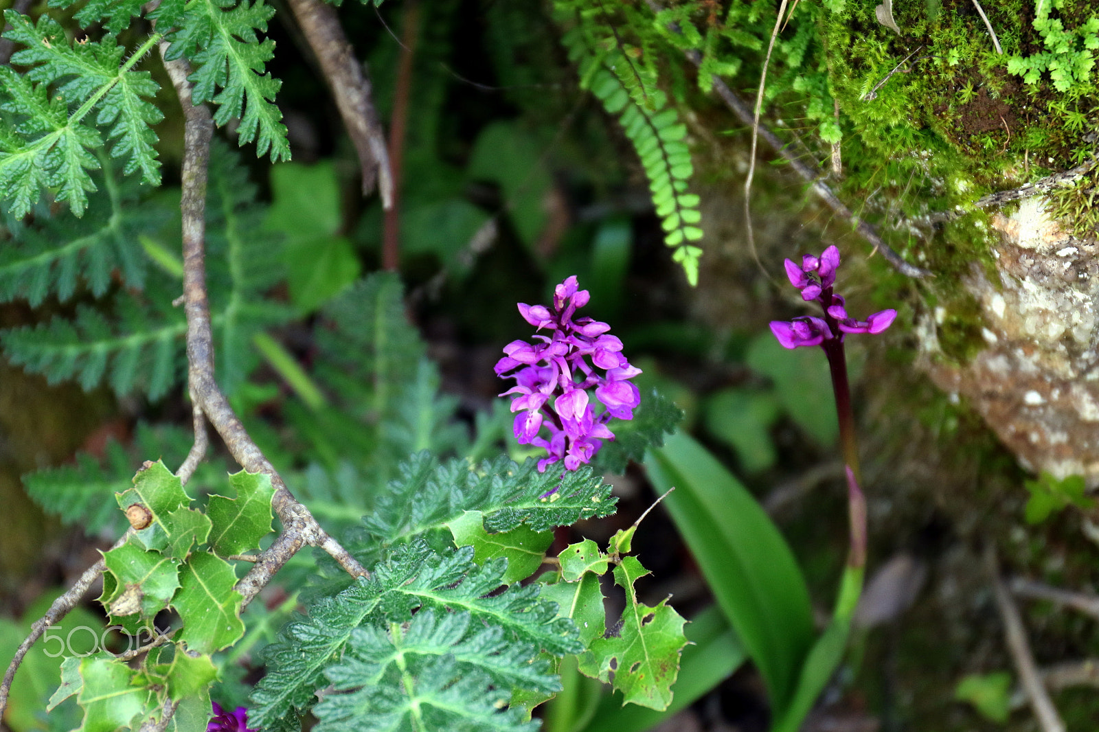 Canon EF 24-70mm F4L IS USM sample photo. Wild photography