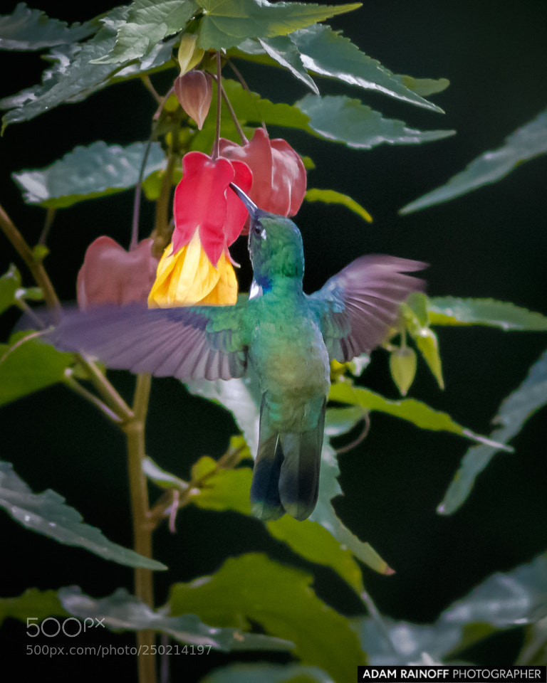 Canon EOS 70D sample photo. Wedge billed hummingbird otun photography