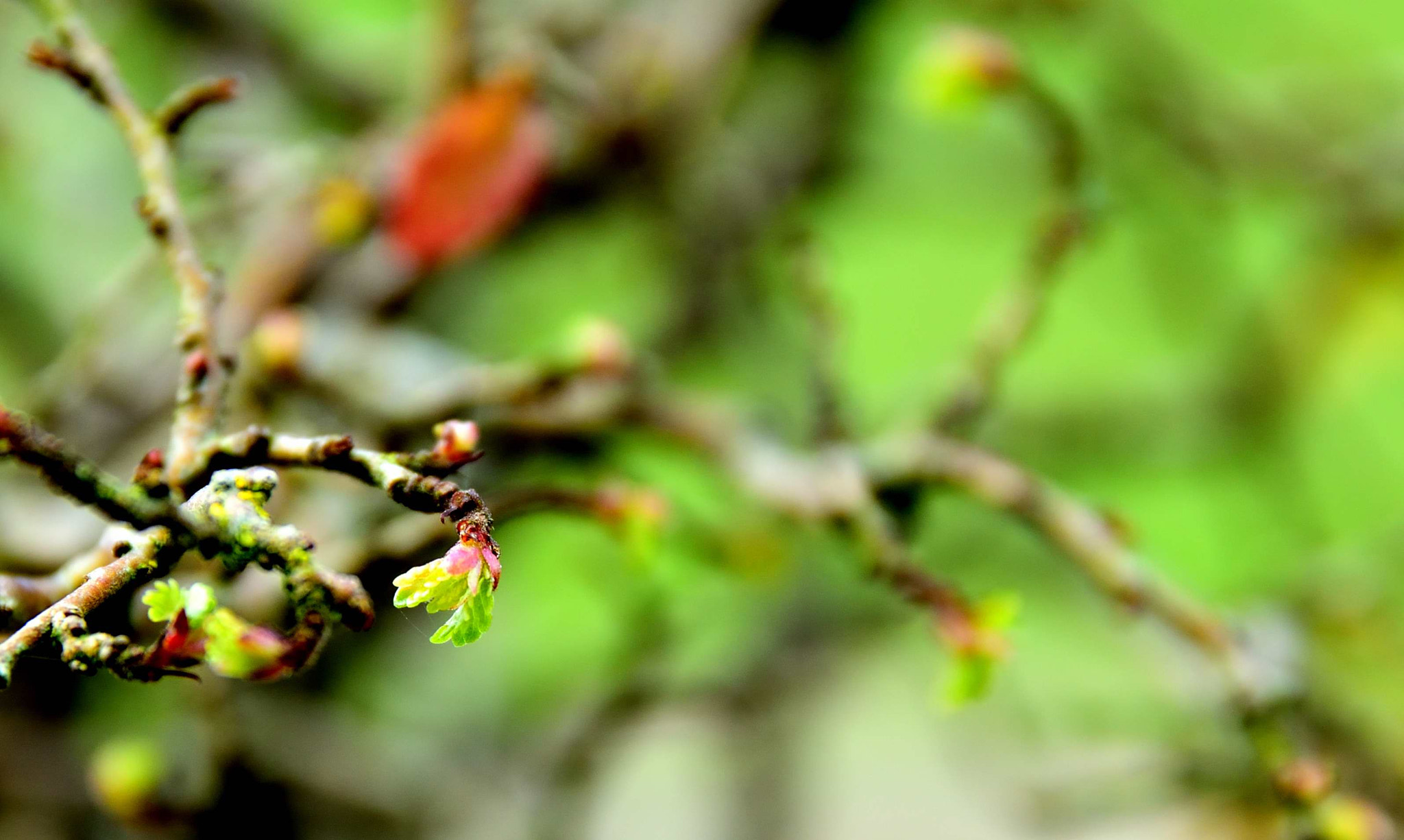 Sigma 17-70mm F2.8-4 DC Macro OS HSM | C sample photo. Life switch trigger 7 photography