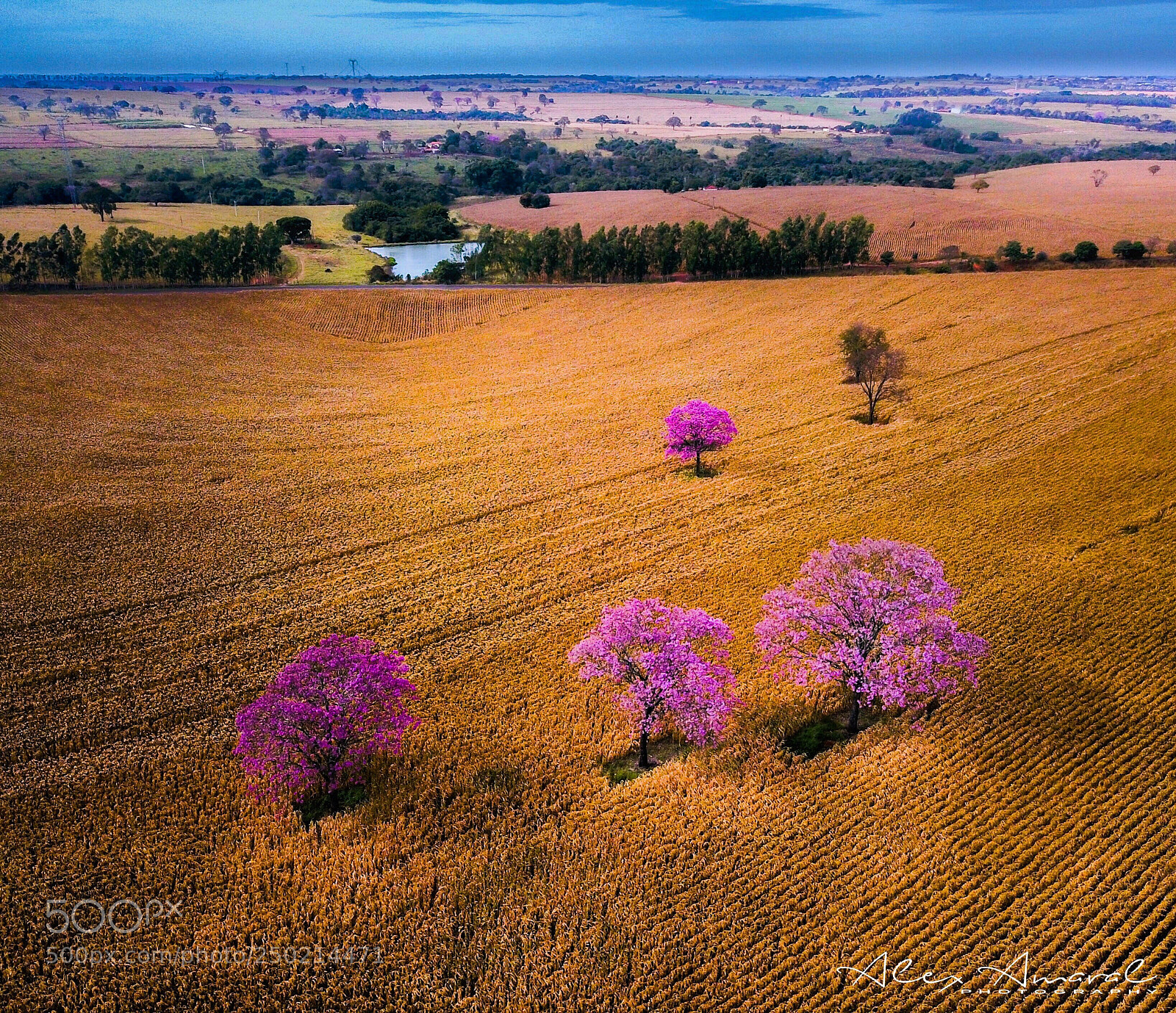 DJI FC220 sample photo. Nature and agriculture can photography