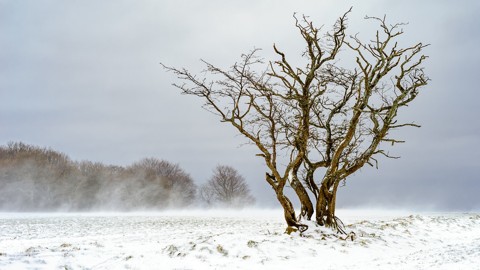 Sony a7 sample photo. Tree in snow photography