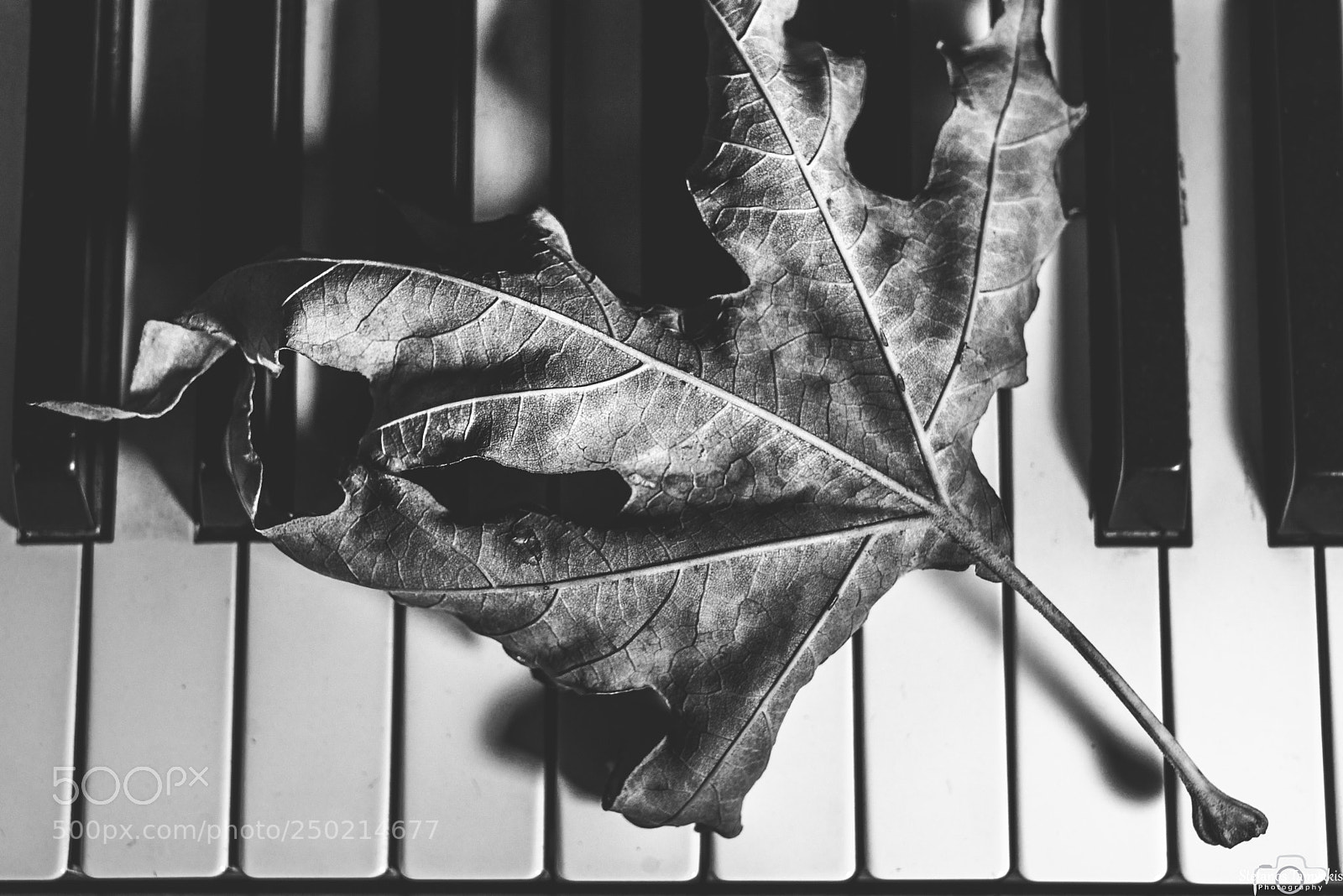 Sony a7R sample photo. A leaf photography
