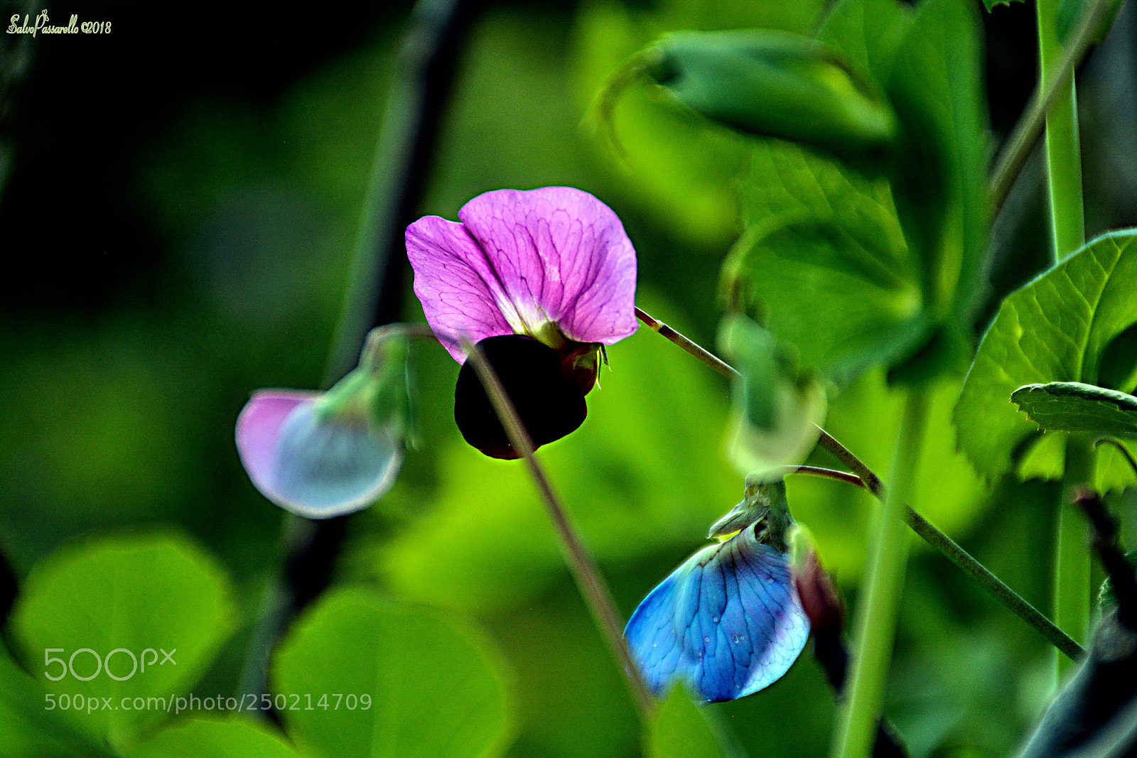 Nikon D5200 sample photo. The sweetness of nature photography