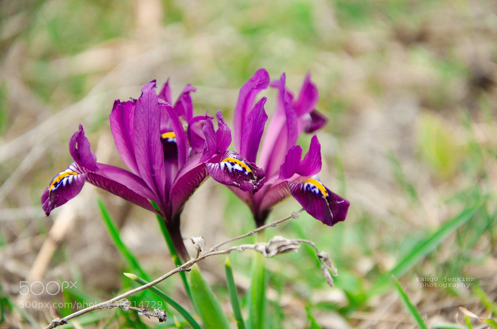 Nikon D7000 sample photo. Lovers photography