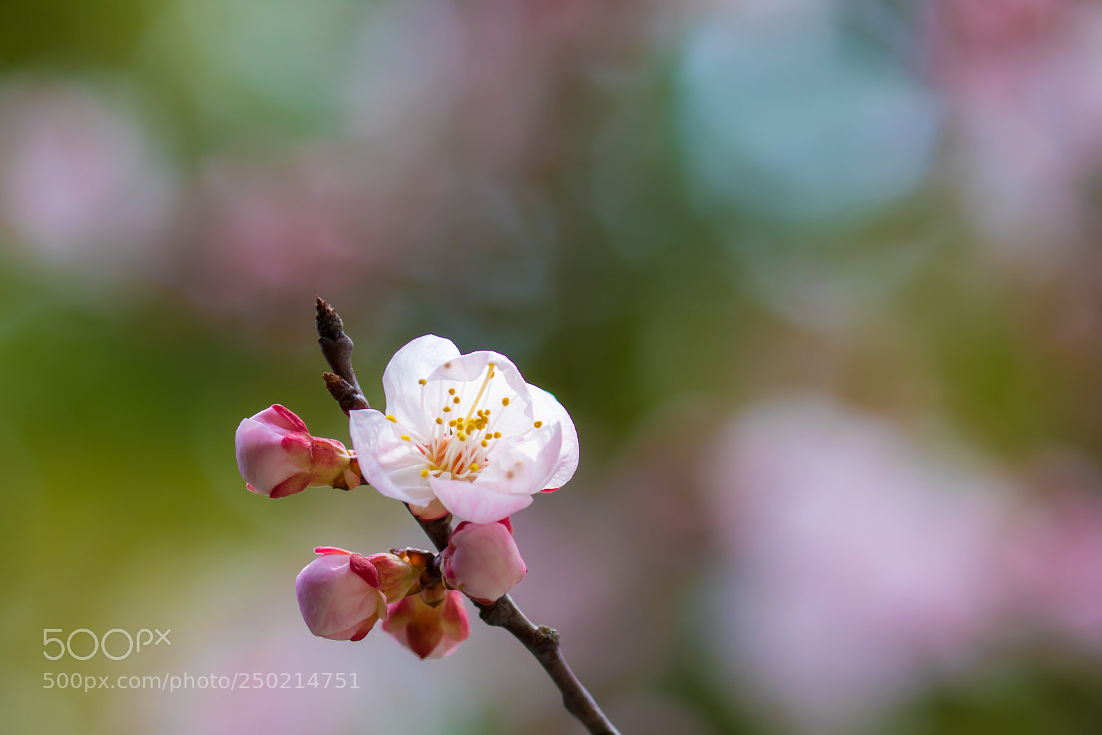 Canon EOS 7D Mark II sample photo. Apricot photography