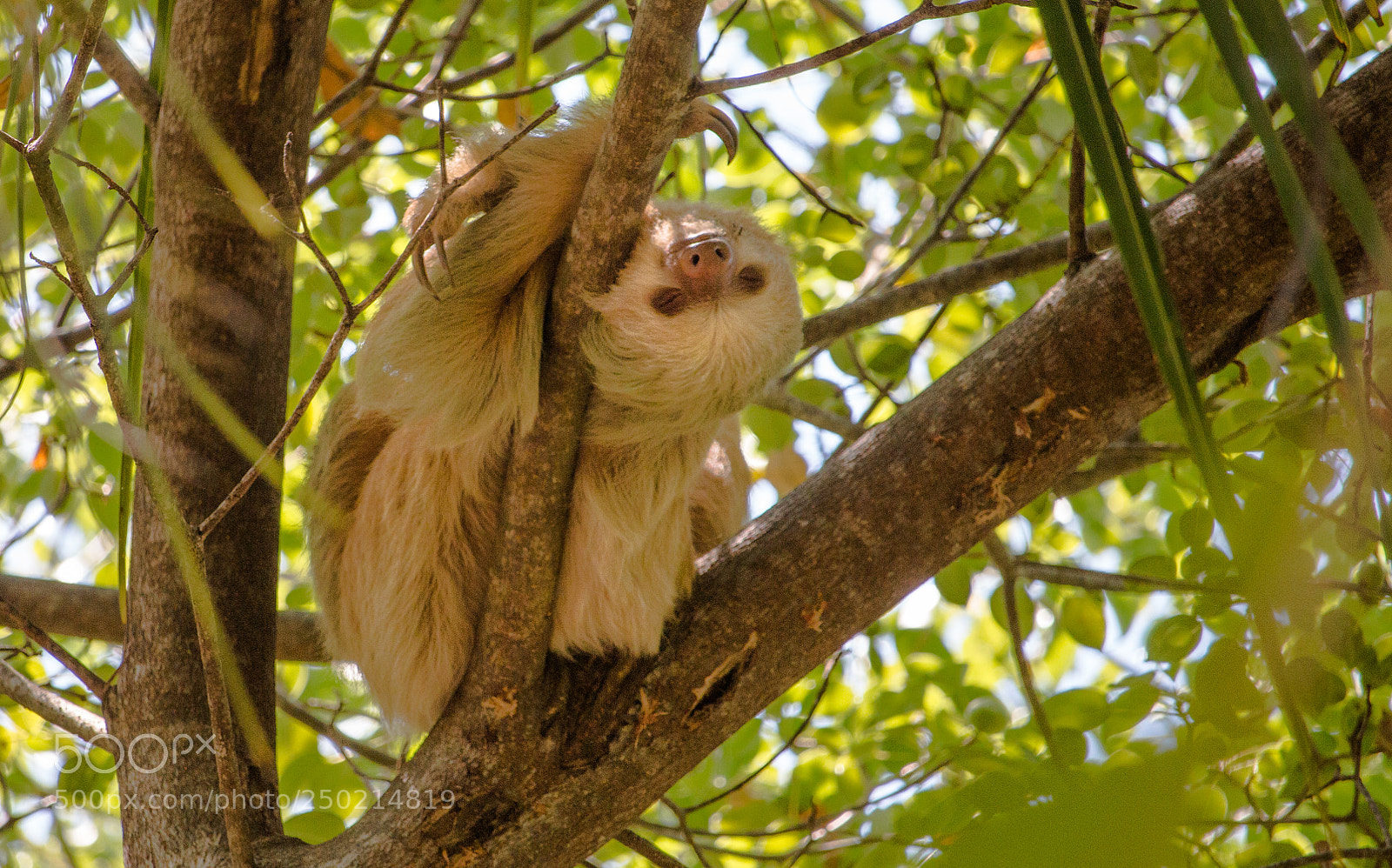 Canon EOS 70D sample photo. Sleeping sloth photography
