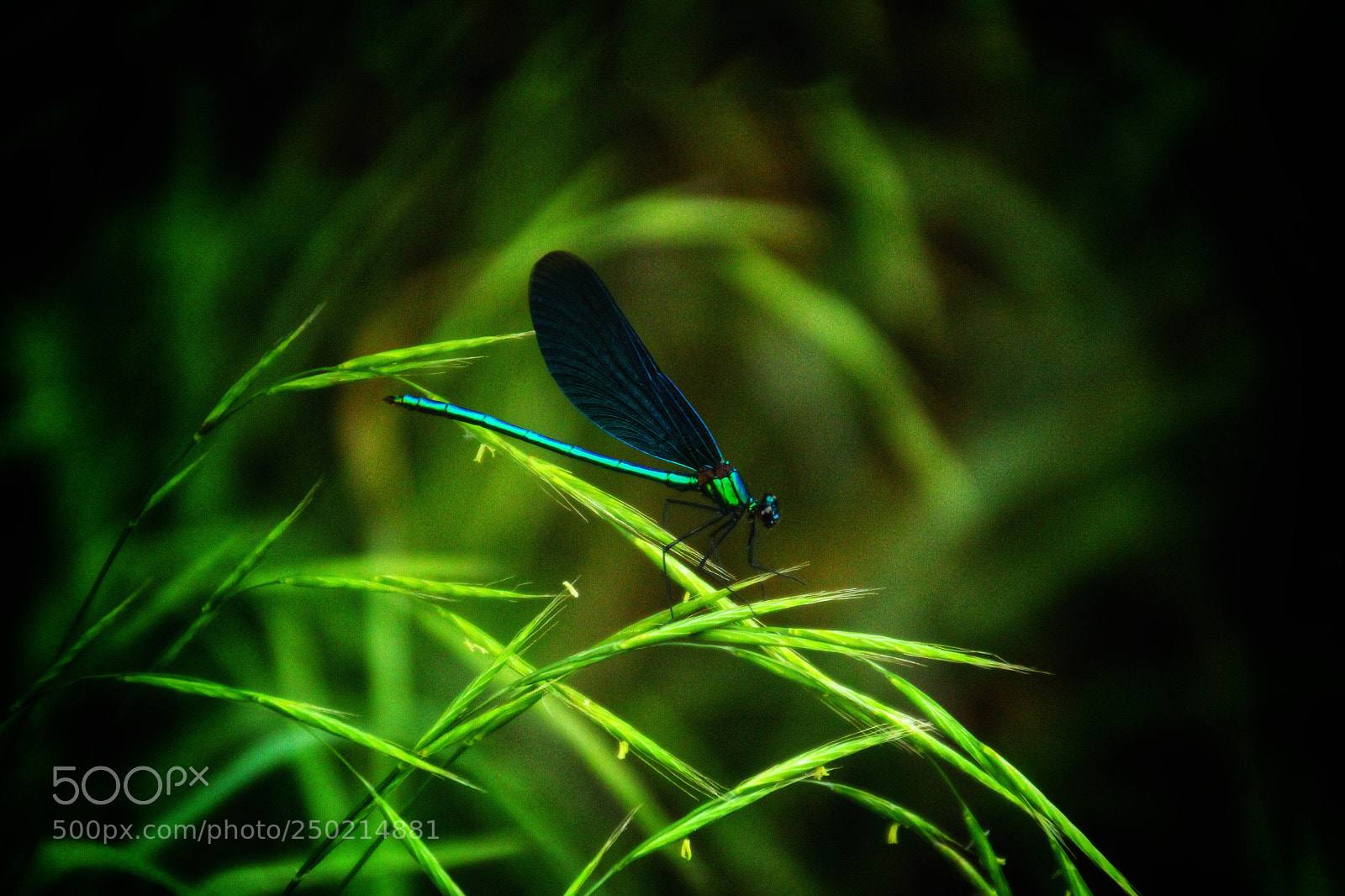 Canon EOS 600D (Rebel EOS T3i / EOS Kiss X5) sample photo. Dragonfly photography