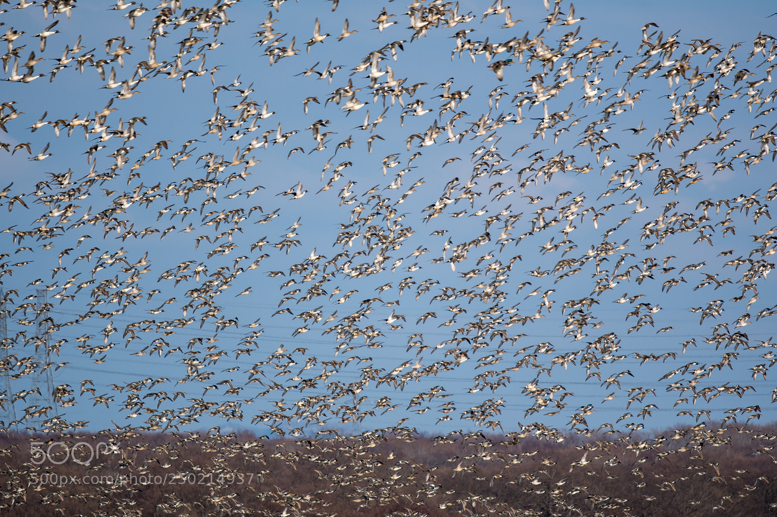 Nikon D500 sample photo. Where's duck? photography