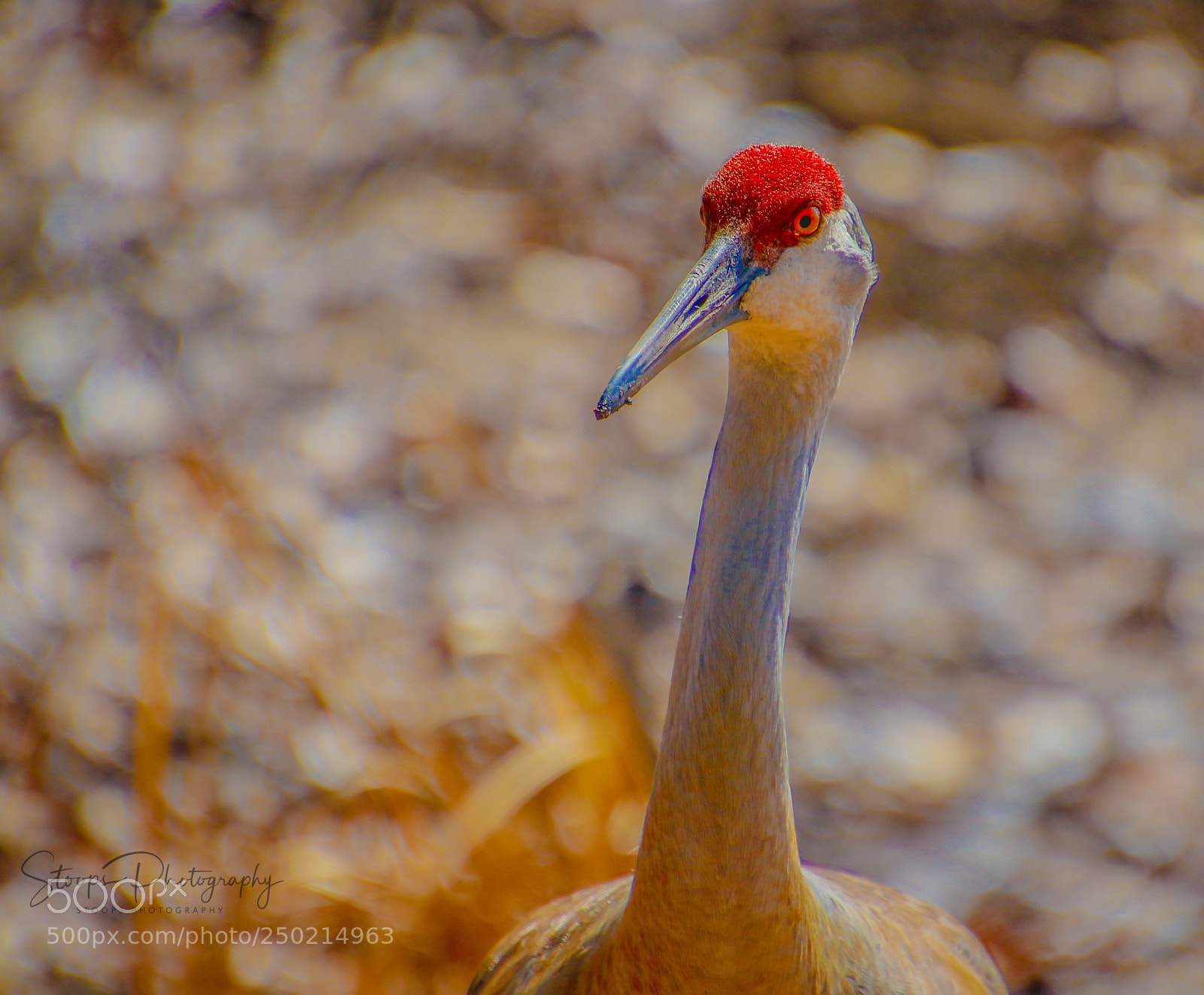 Canon EOS 80D sample photo. Sandhill crane edited mg photography
