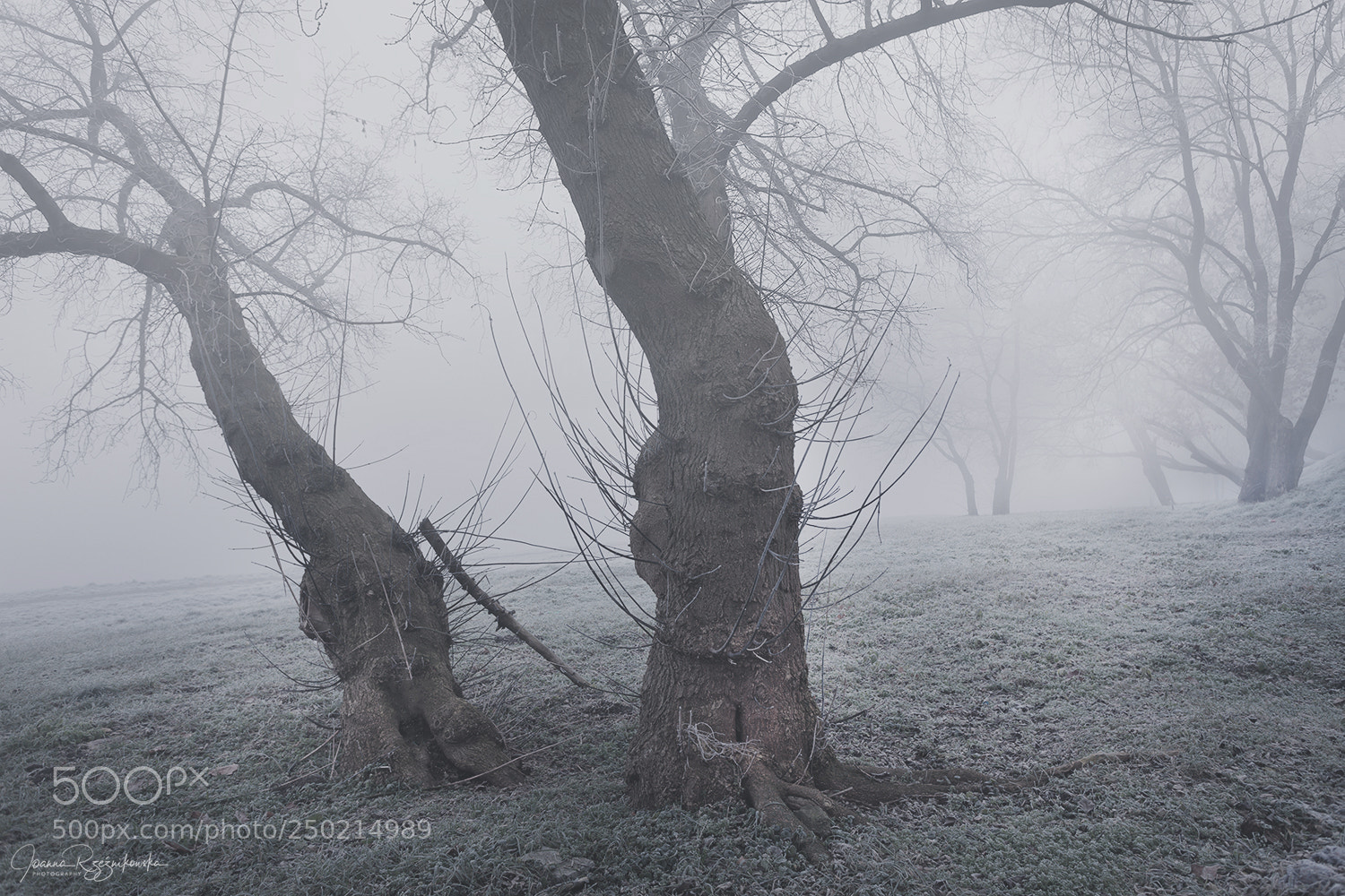Canon EOS 5D Mark II sample photo. My paths photography