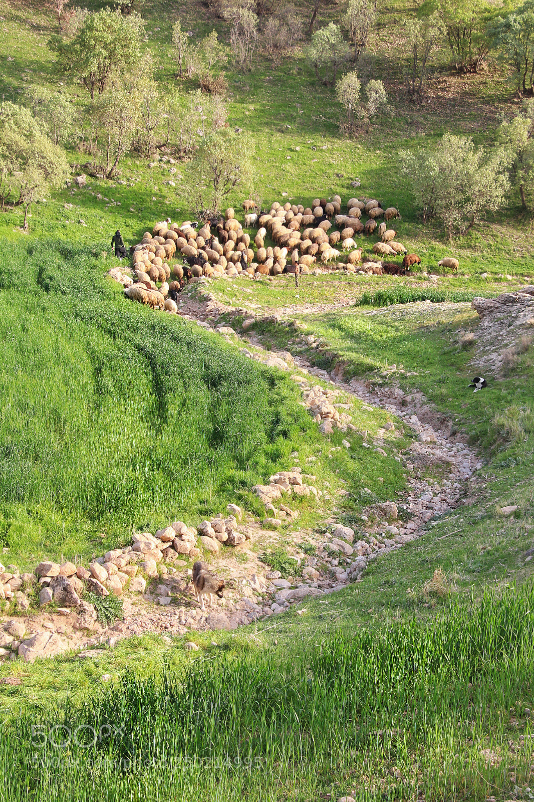 Canon EOS 650D (EOS Rebel T4i / EOS Kiss X6i) sample photo. Shape of sheeps photography
