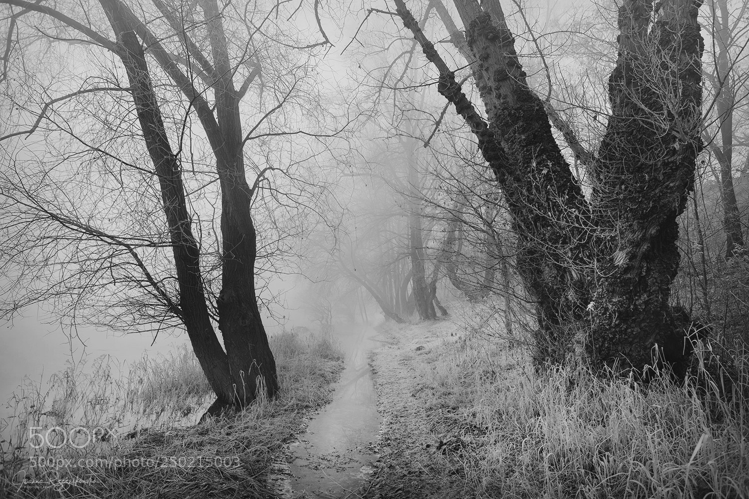 Canon EOS 5D Mark II sample photo. My paths photography