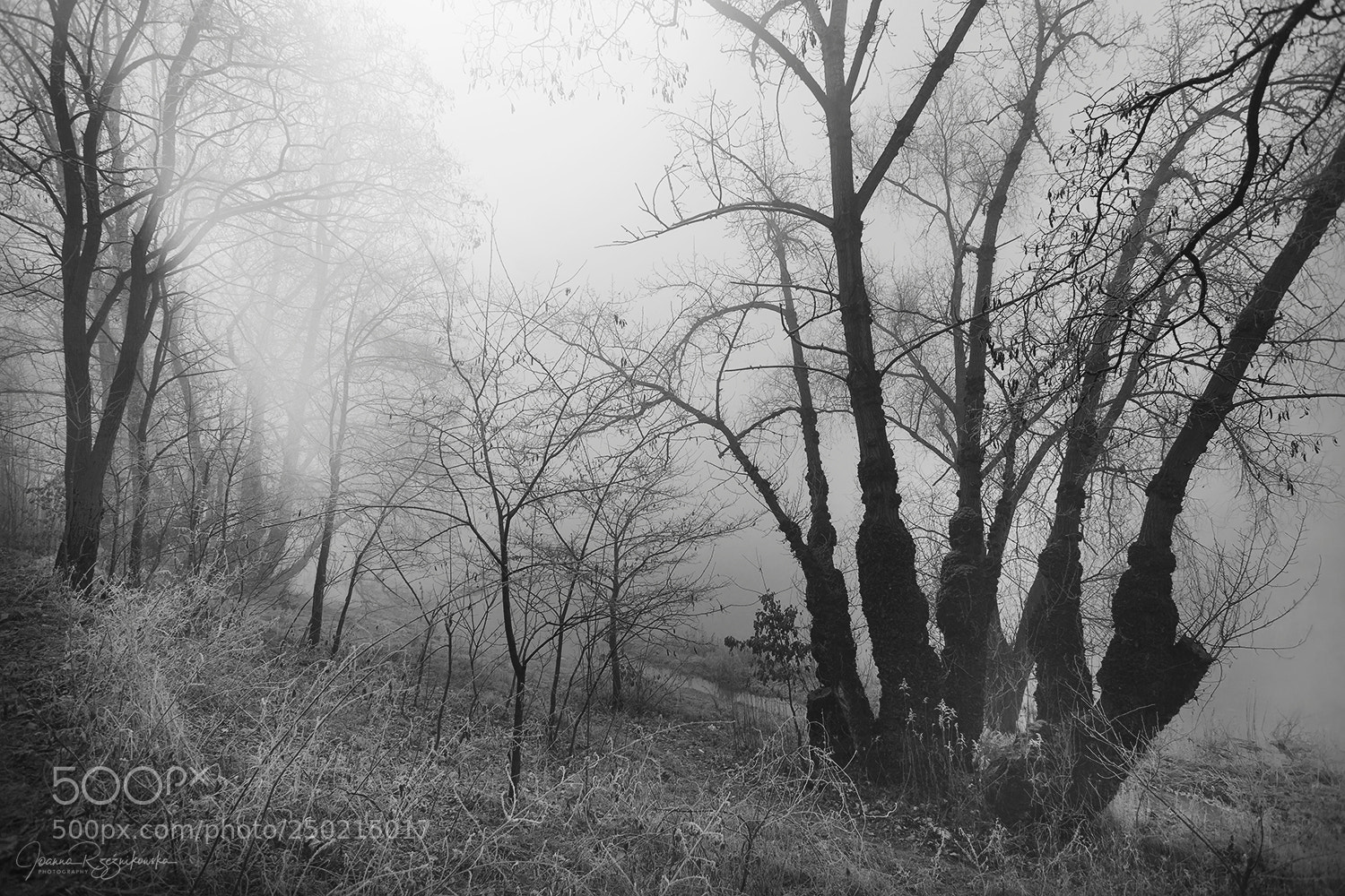 Canon EOS 5D Mark II sample photo. My paths photography