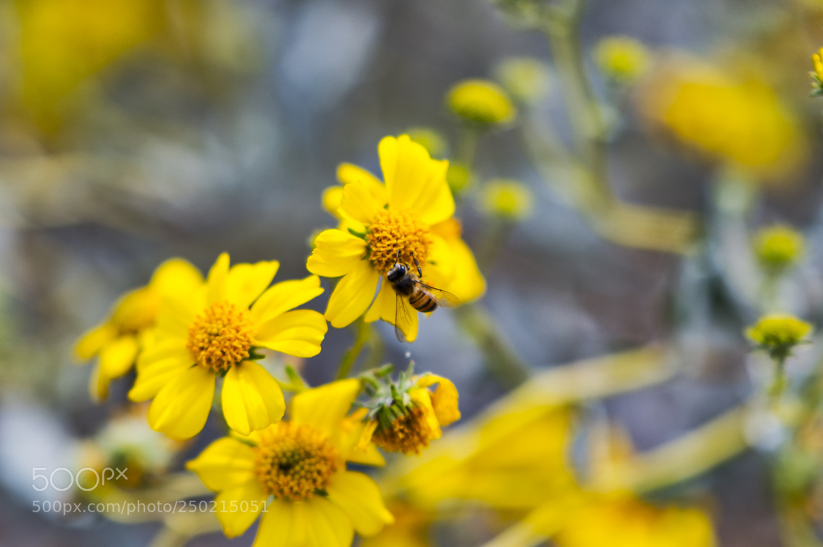 Nikon D500 sample photo. Buzz photography
