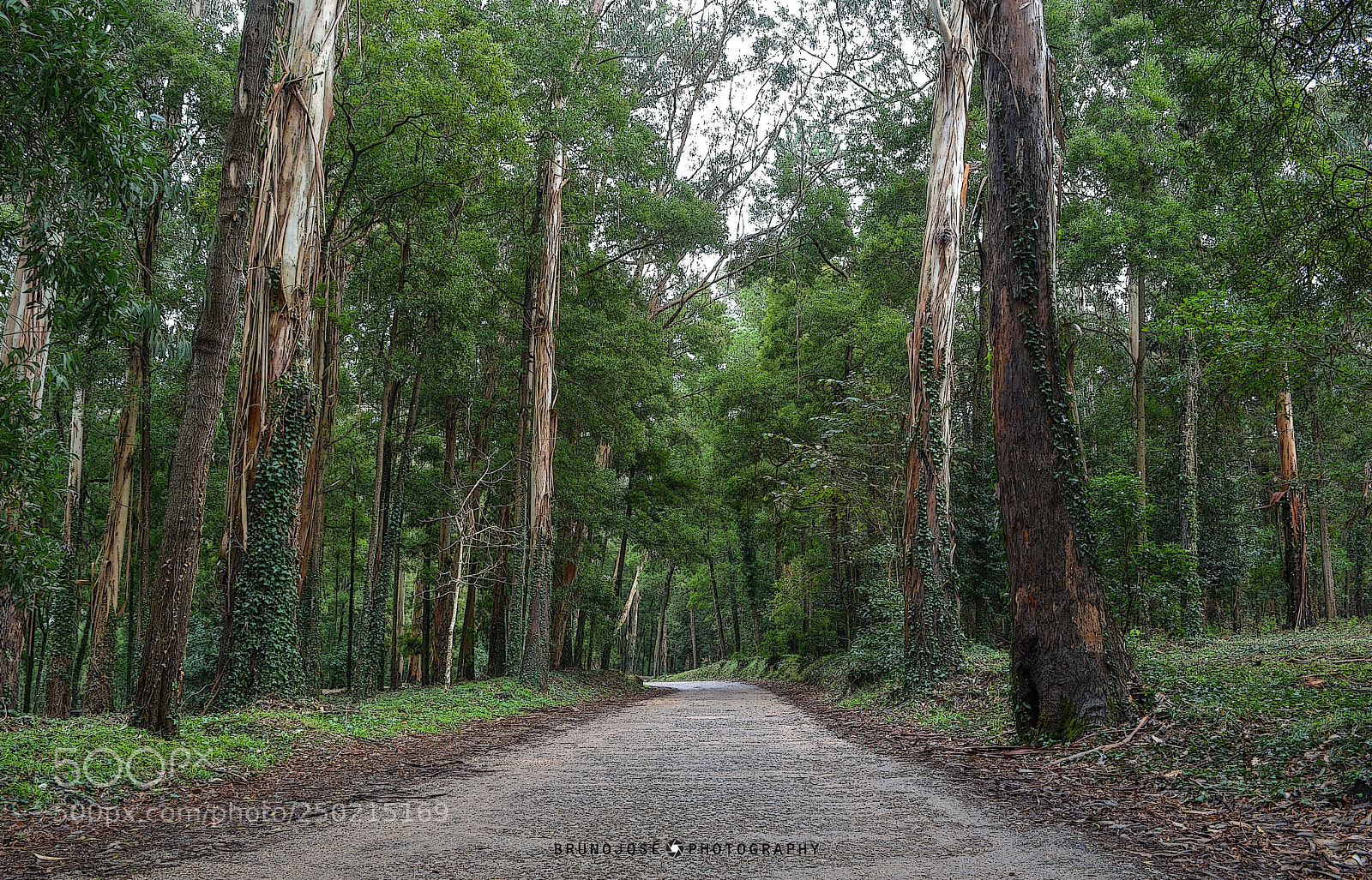 Nikon D5200 sample photo. World forest day photography