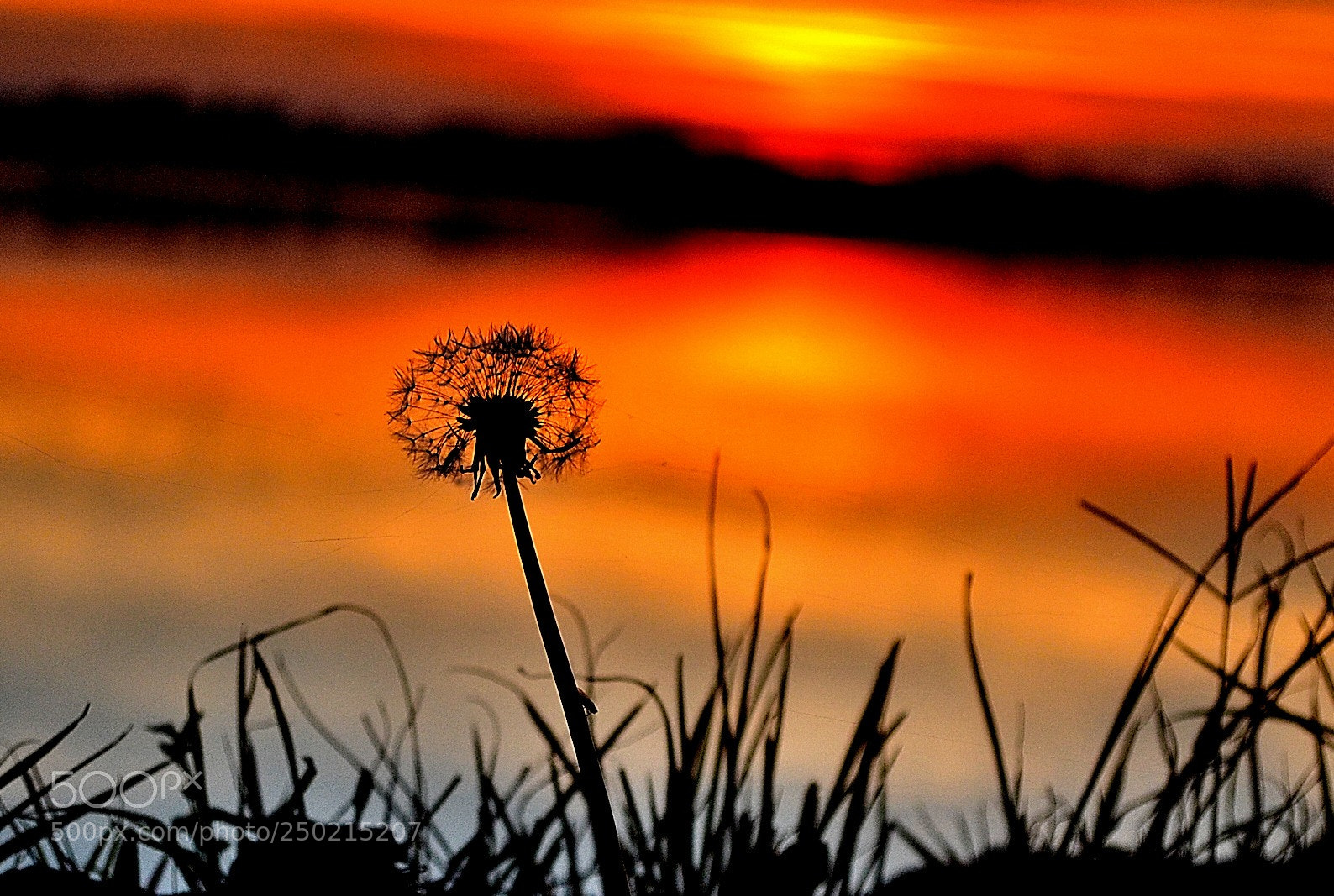 Nikon D3100 sample photo. Contemplation ... photography