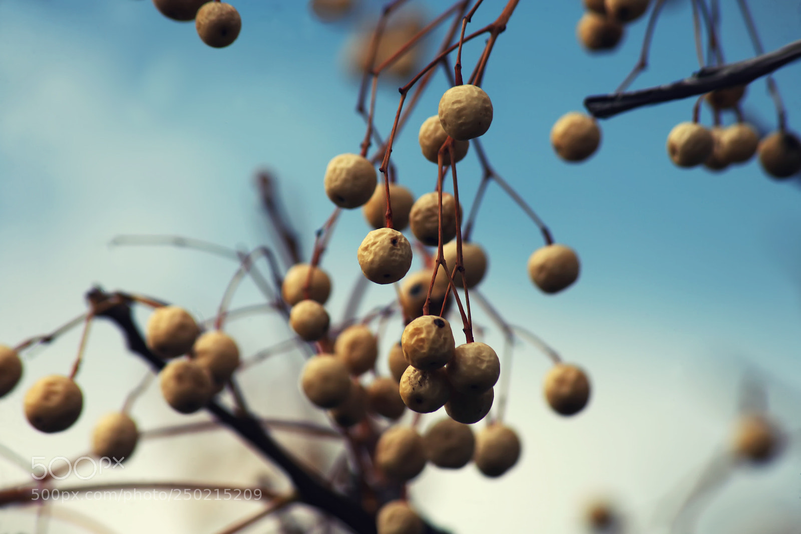 Canon EOS 5D sample photo. Spring time photography