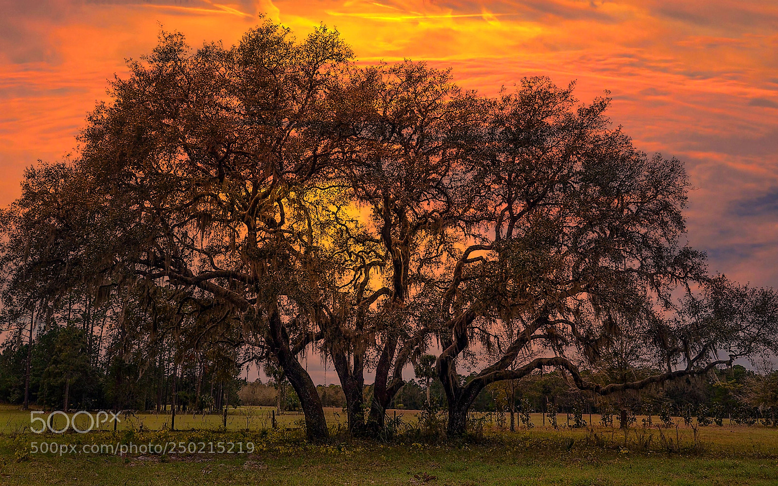 Nikon D7000 sample photo. Live oaks sunset photography