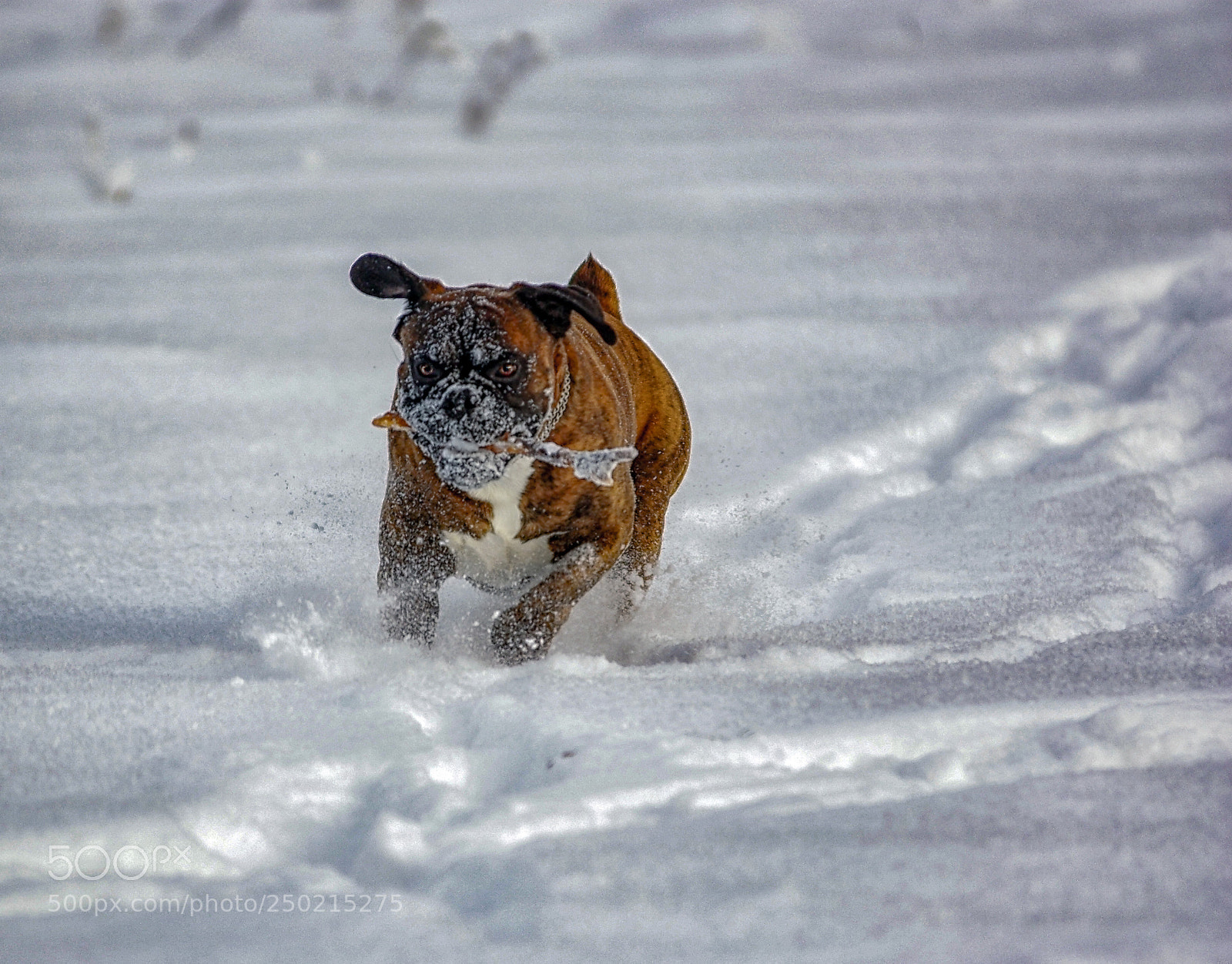 Pentax K200D sample photo. Bad luck photography