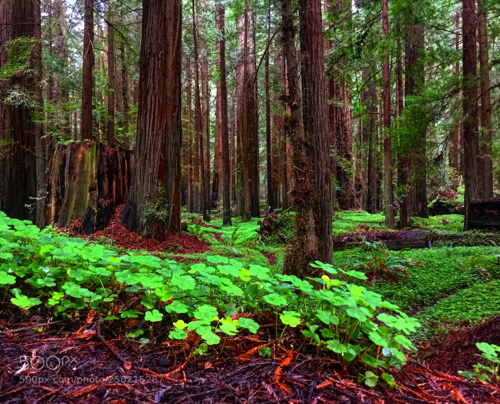 Apple iPad Air 2 sample photo. California clover!  photography