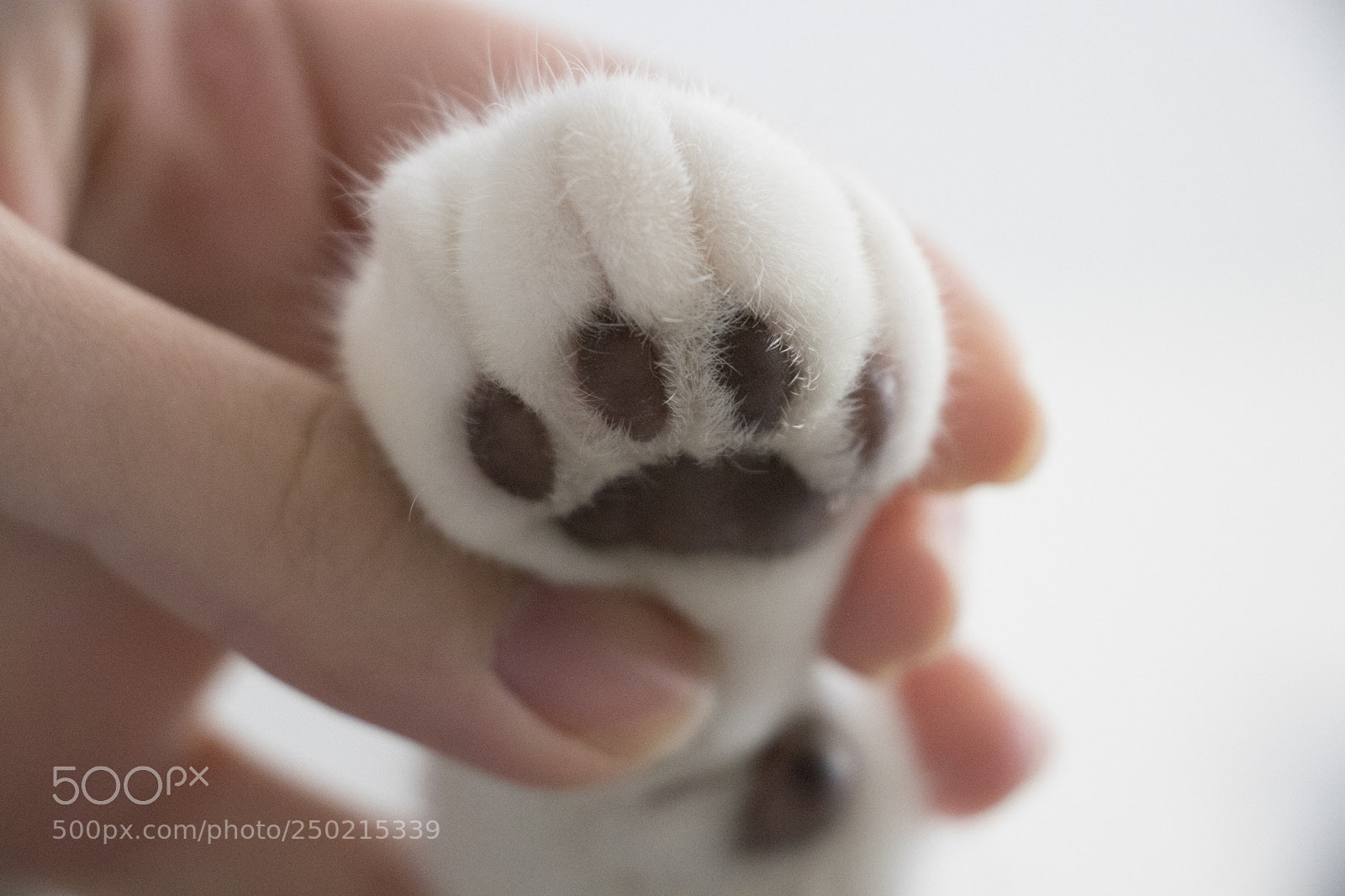 Canon EOS 80D sample photo. Hold your hand forever photography
