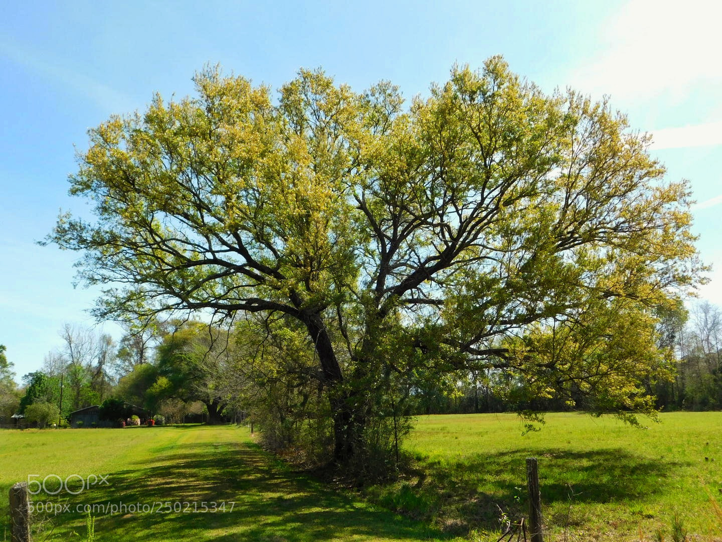 Nikon Coolpix B500 sample photo. Grand tree in the photography