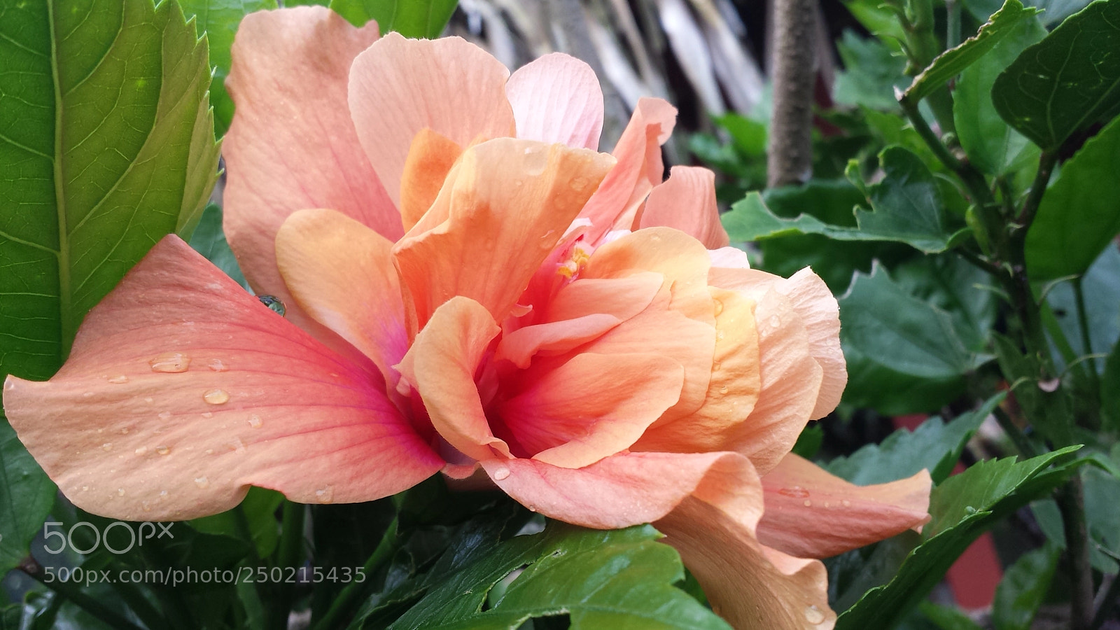 Samsung Galaxy S4 sample photo. Popping pink photography