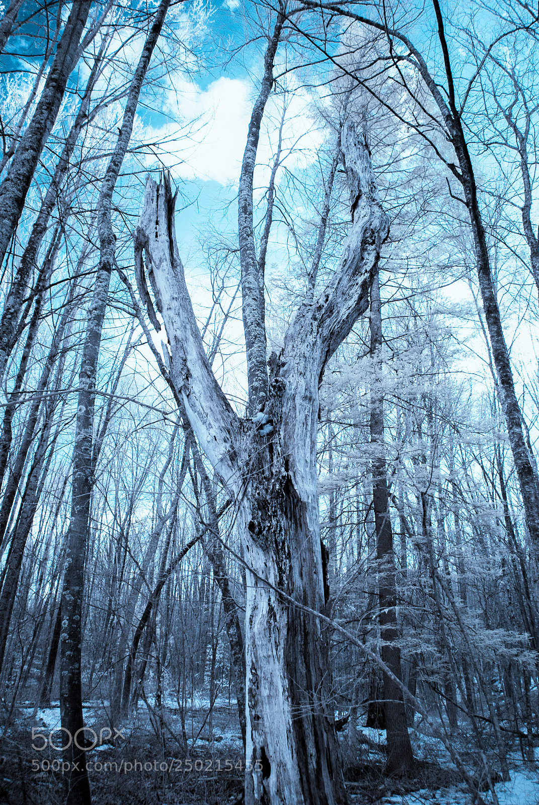 Nikon D40X sample photo. Ir tree stump photography
