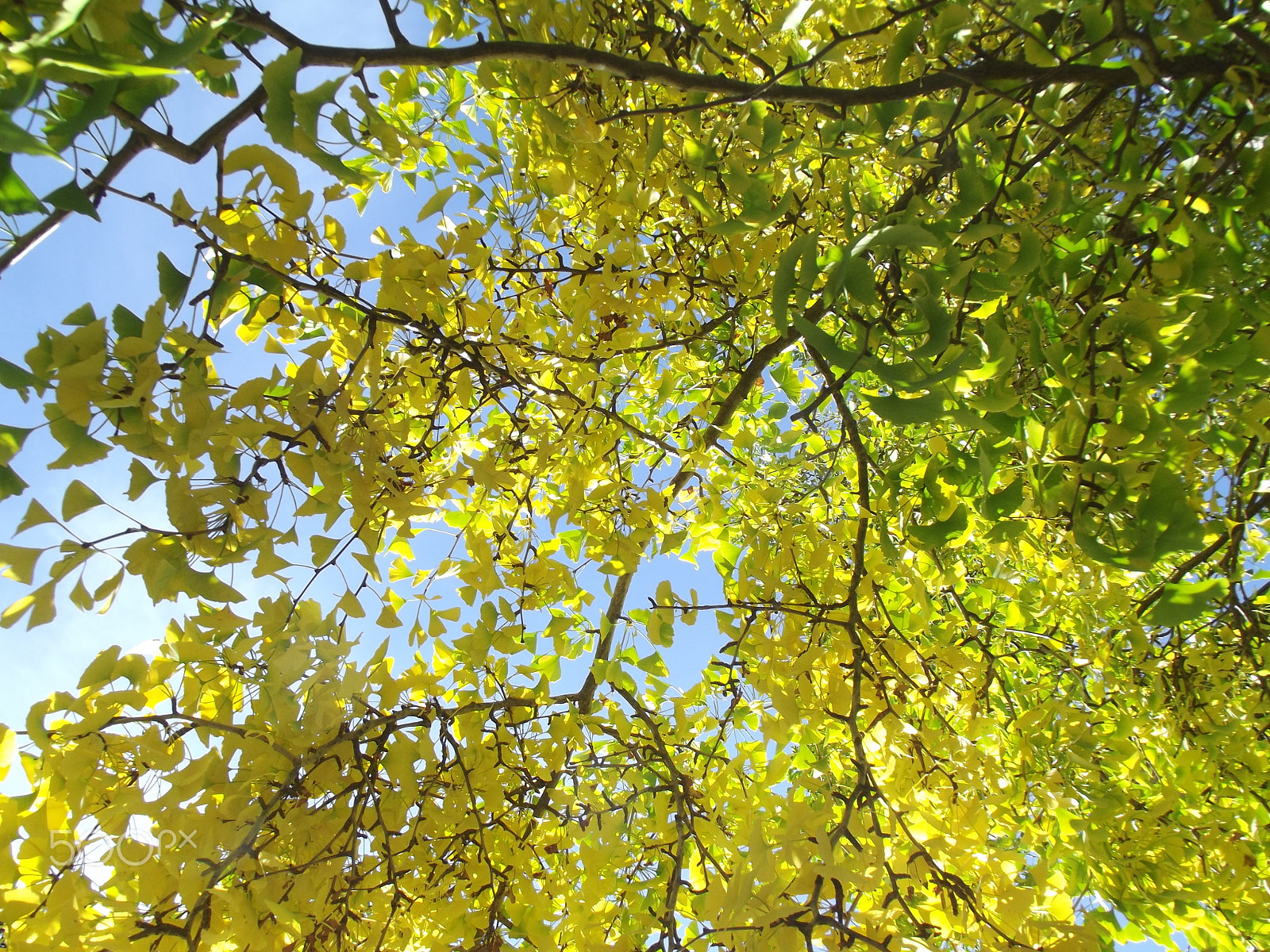 FujiFilm FinePix S2950 (FinePix S2990) sample photo. Ginko tree photography